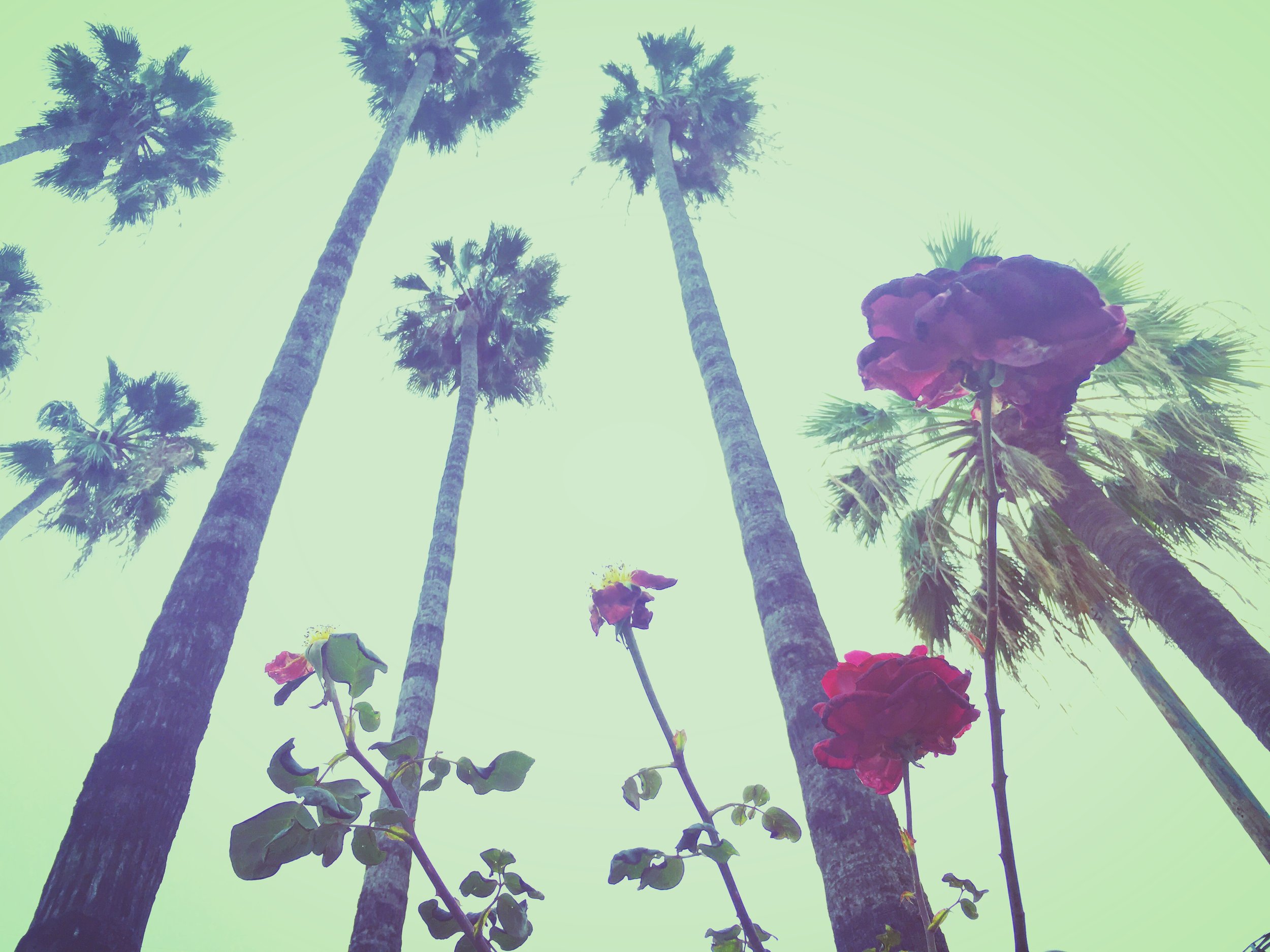 Roses and Palms.JPG