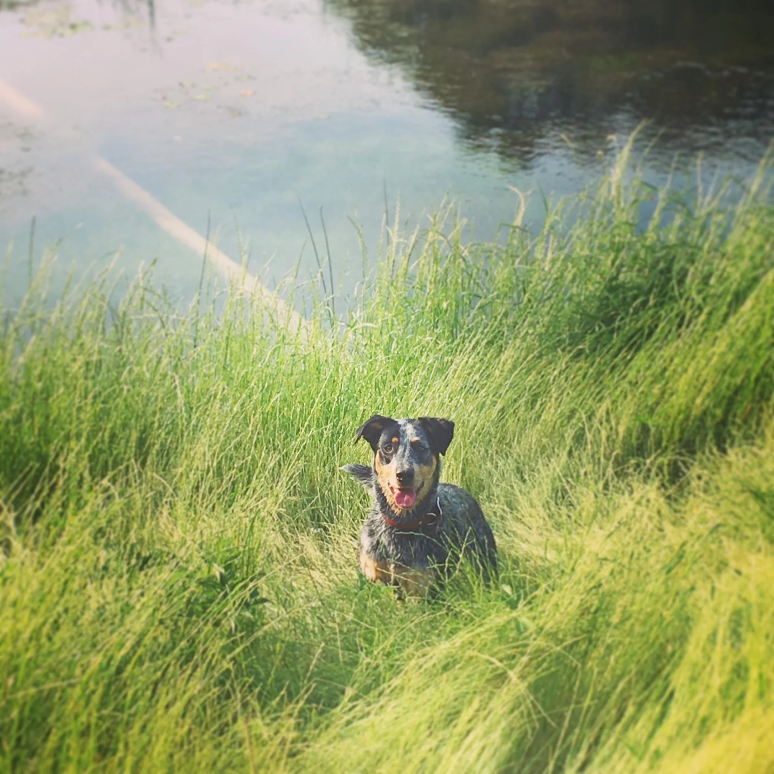 Tilly 