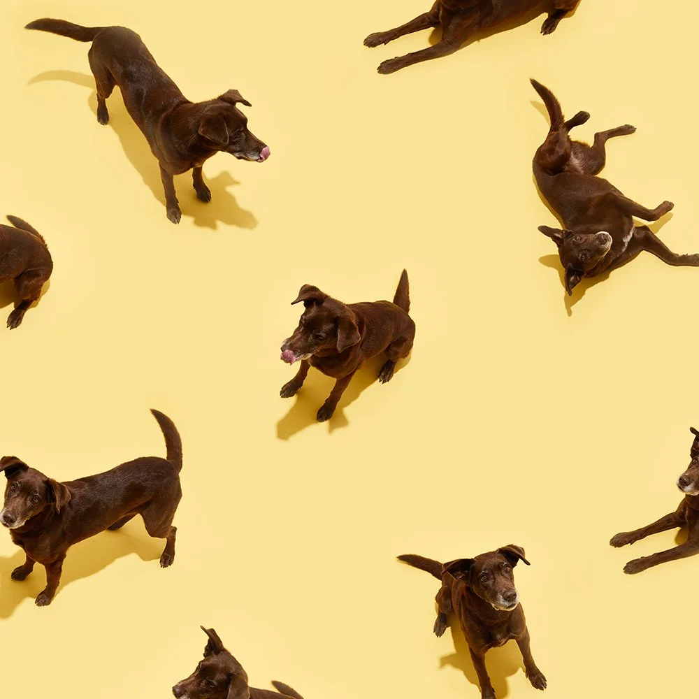 dog2.jpg