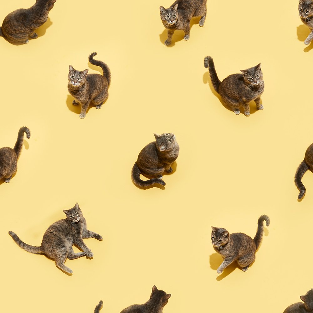 cat.jpg