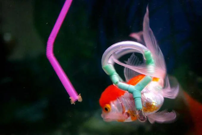 fish-lifejacket-4.jpg