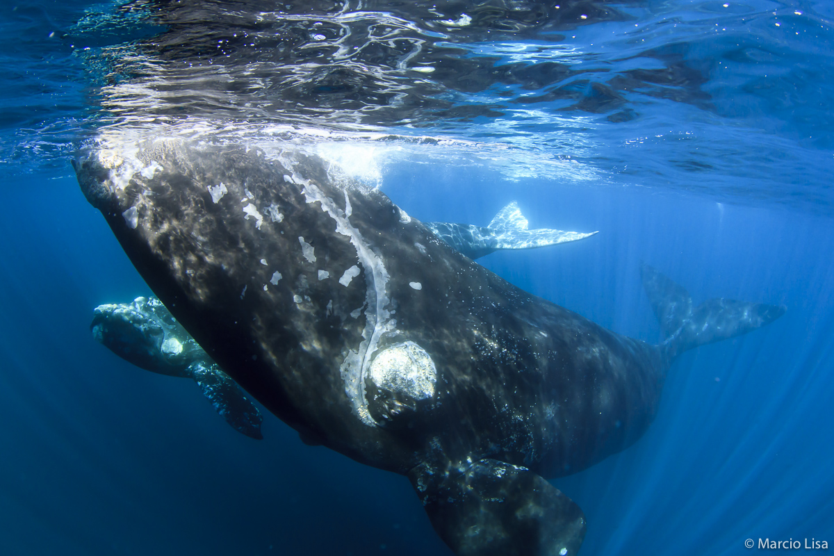 Baleia franca austral (Eubalaena australis) @ Peninsula Valdes