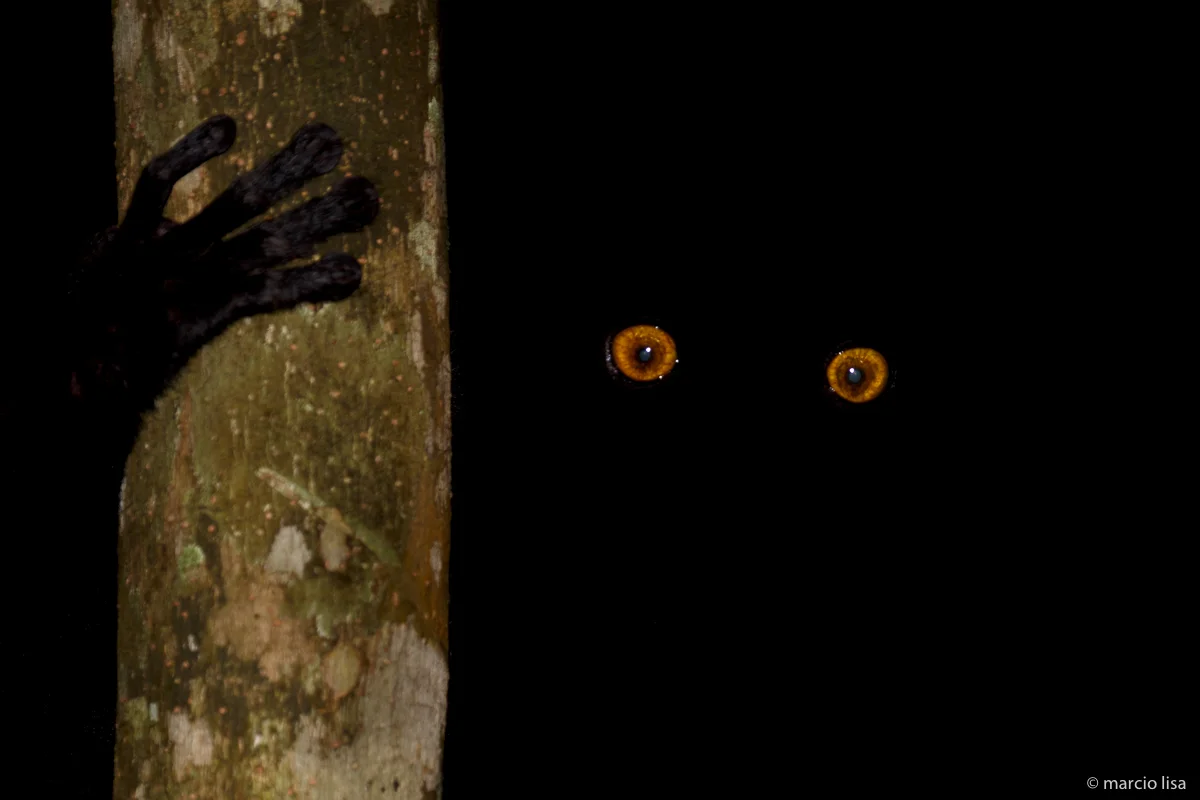 Madagascar, Lêmure Negro, Black lemur (Eulemur macaco)