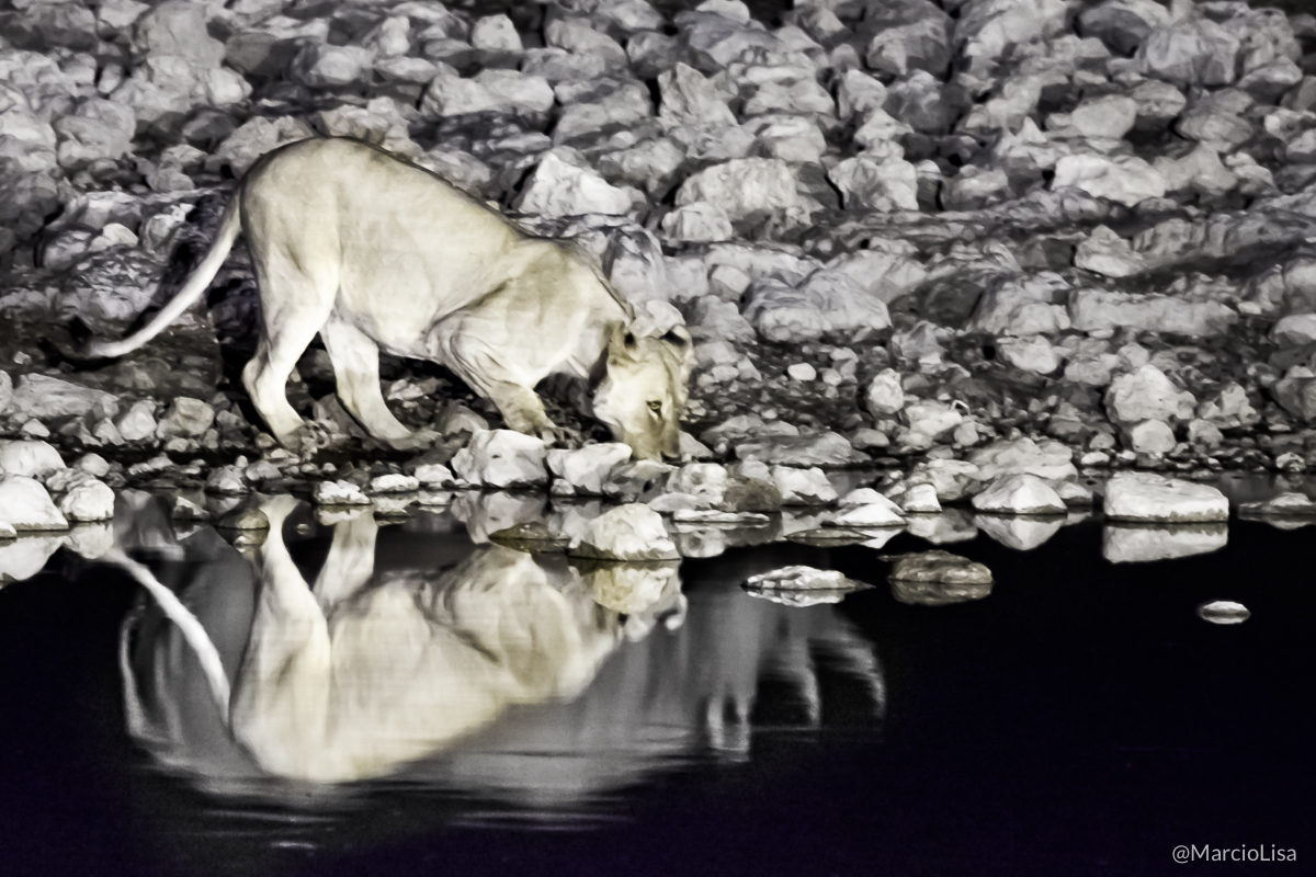 Leoa e rinoceronte negro no Okaykuejo, Etosha