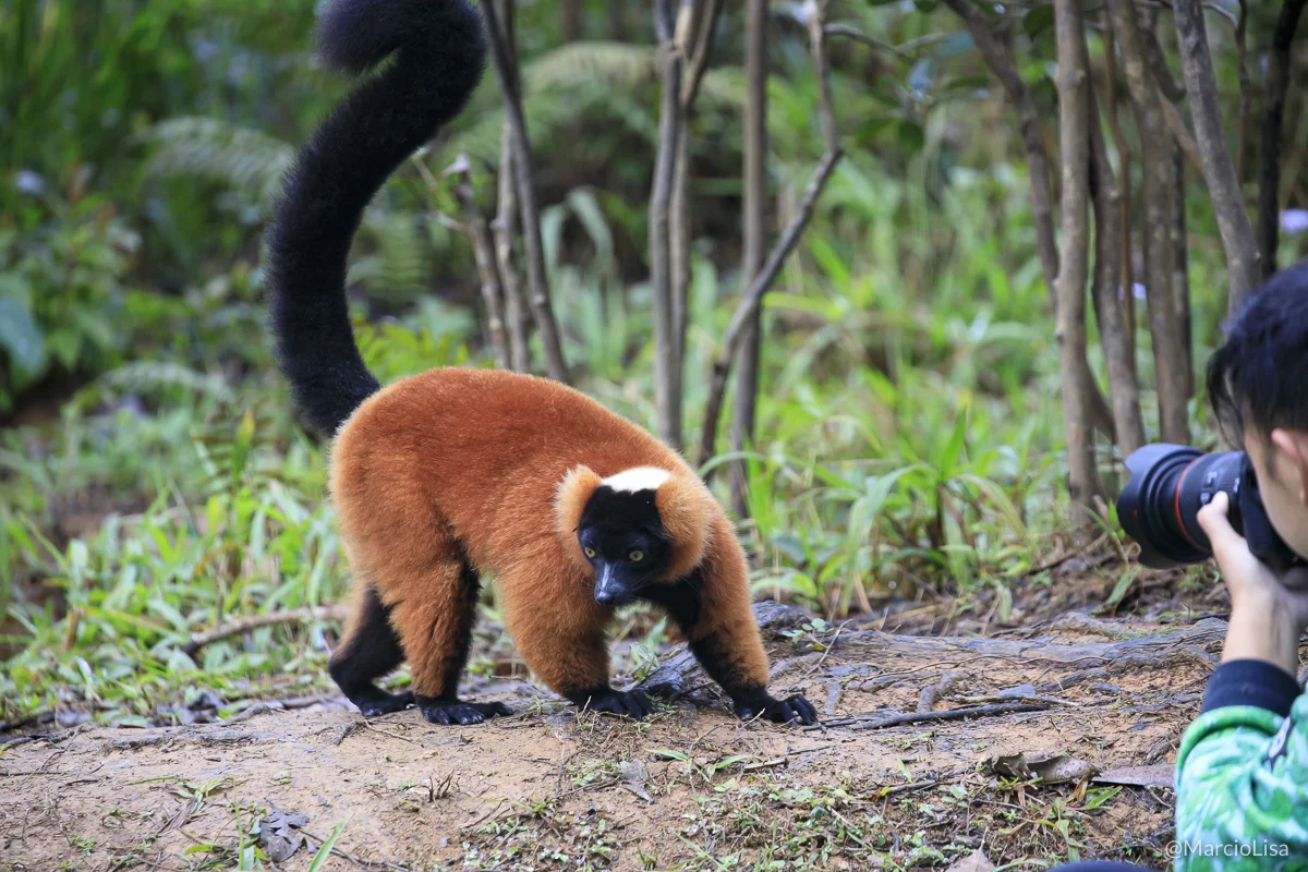 Pacote de viagem e turismo para Madagascar. Expedição fotográfica, safari com roteiro exclusivo e guia brasileiro especializado em Africa.