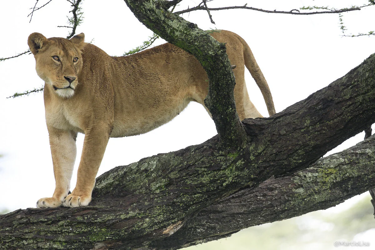 Quenia e Tanzania _80A1287.jpg