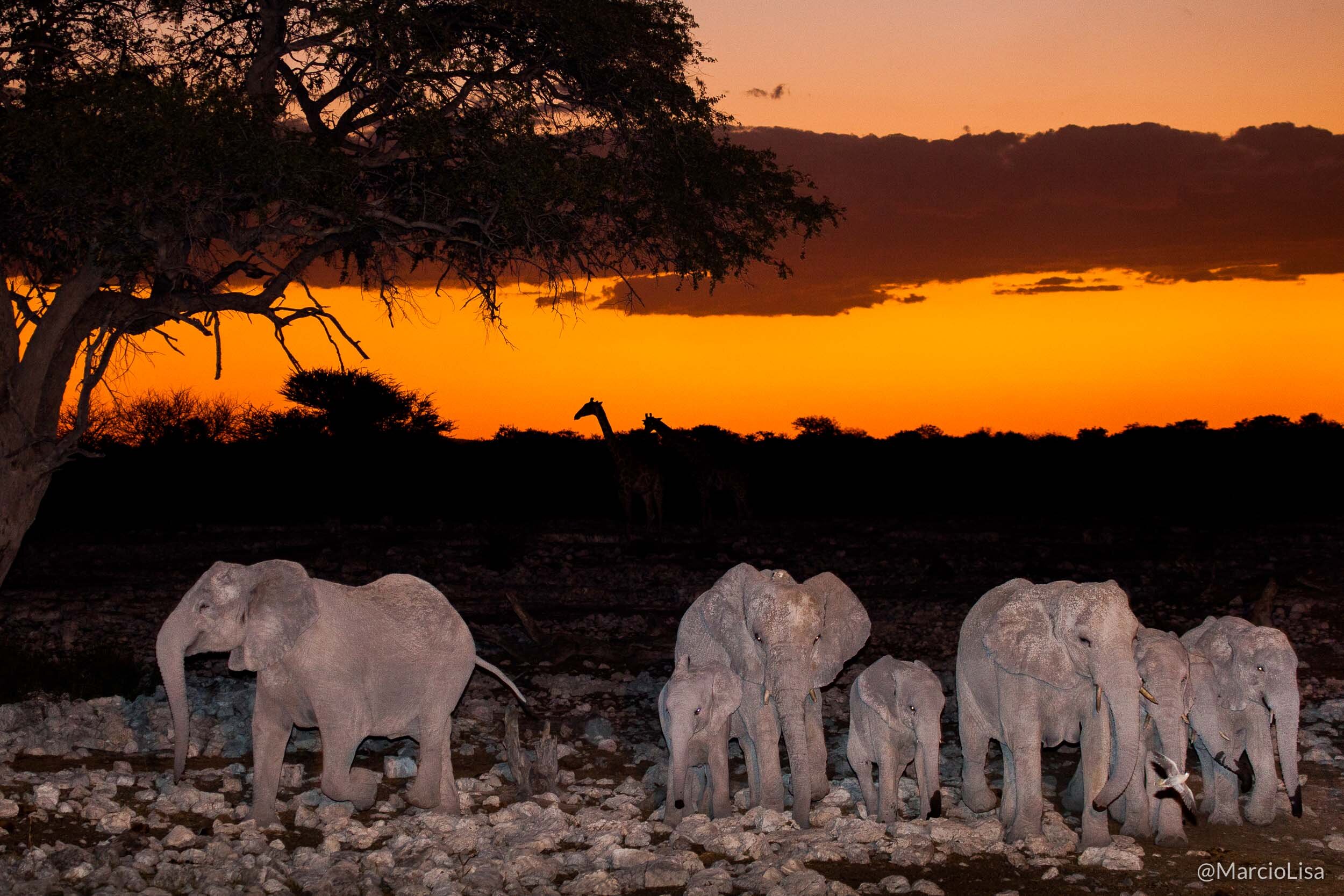 Elefantes no Etosha, National Park, Namibia