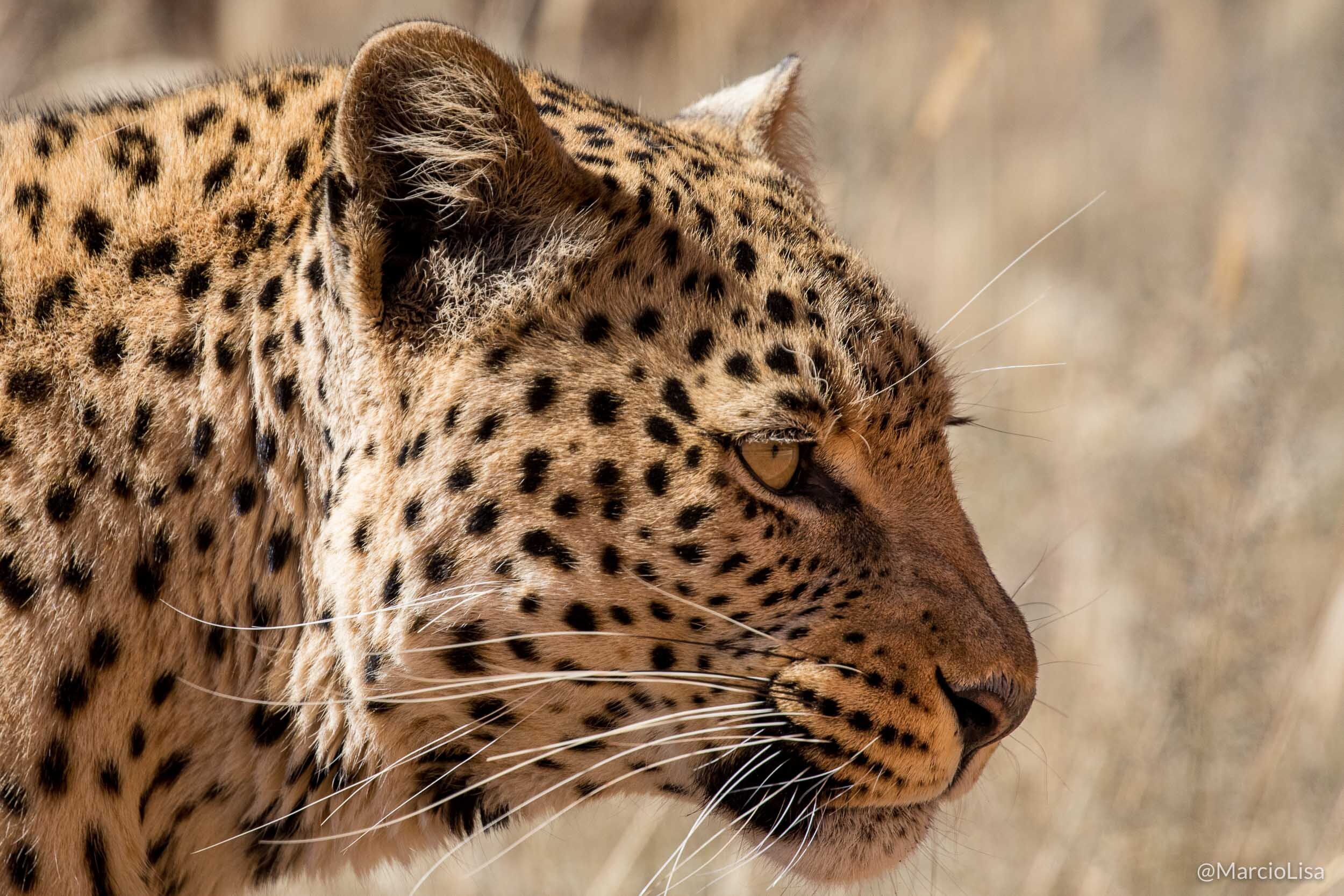 Leopardo, Namibia