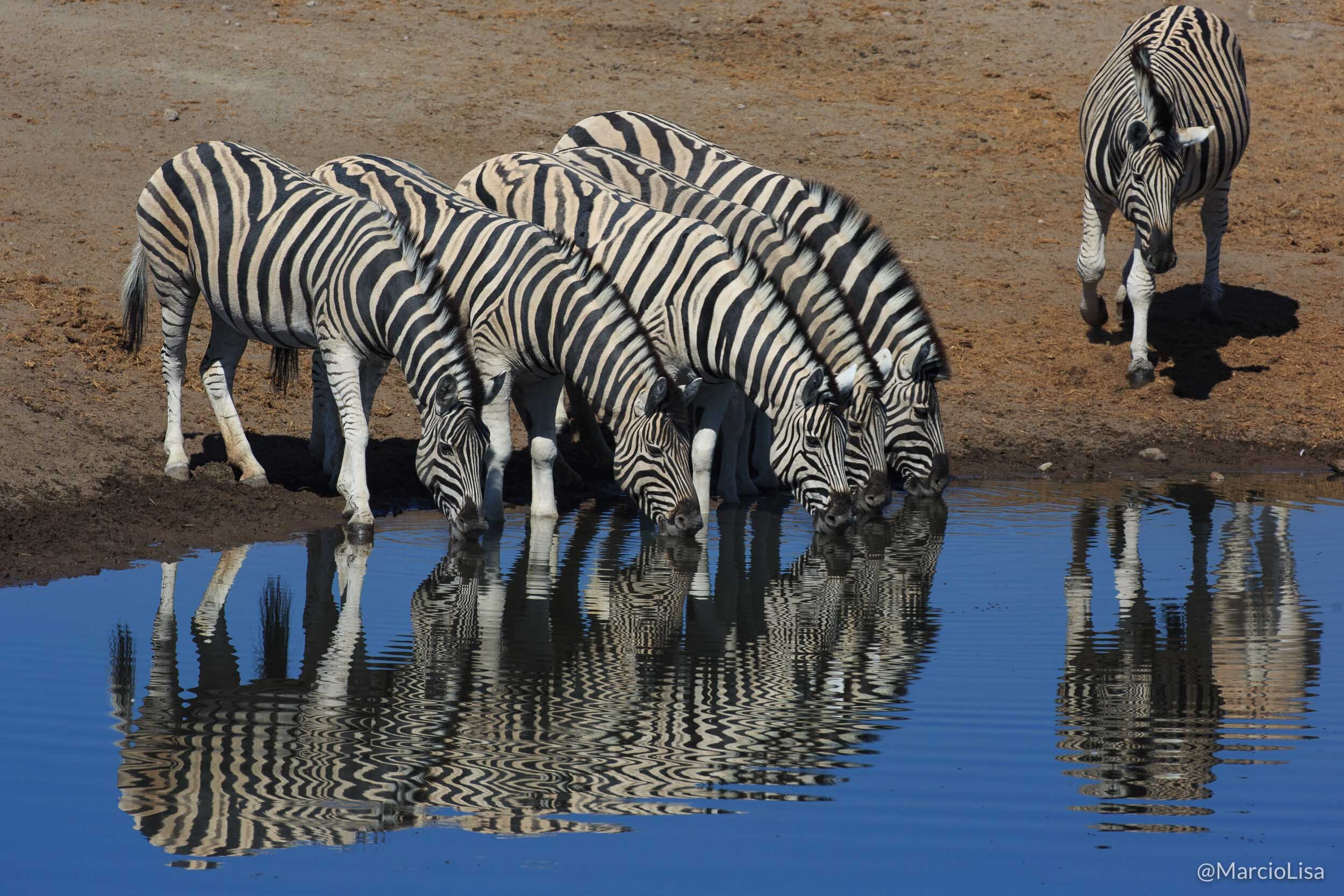 Zebras no Etosha National Park, Namibia