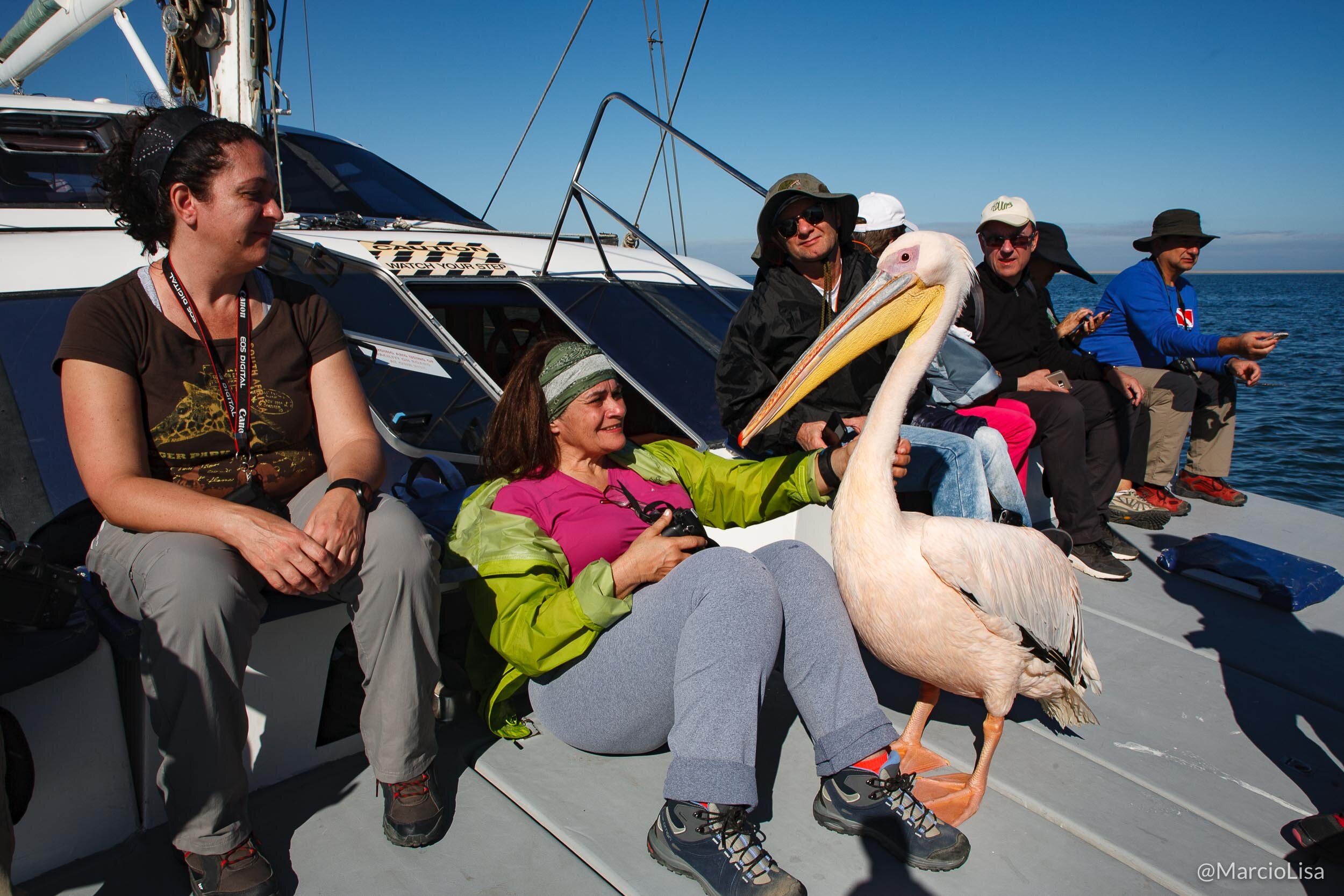 Pelicano em Walvis Bay, Roteiro de Viagem Namibia