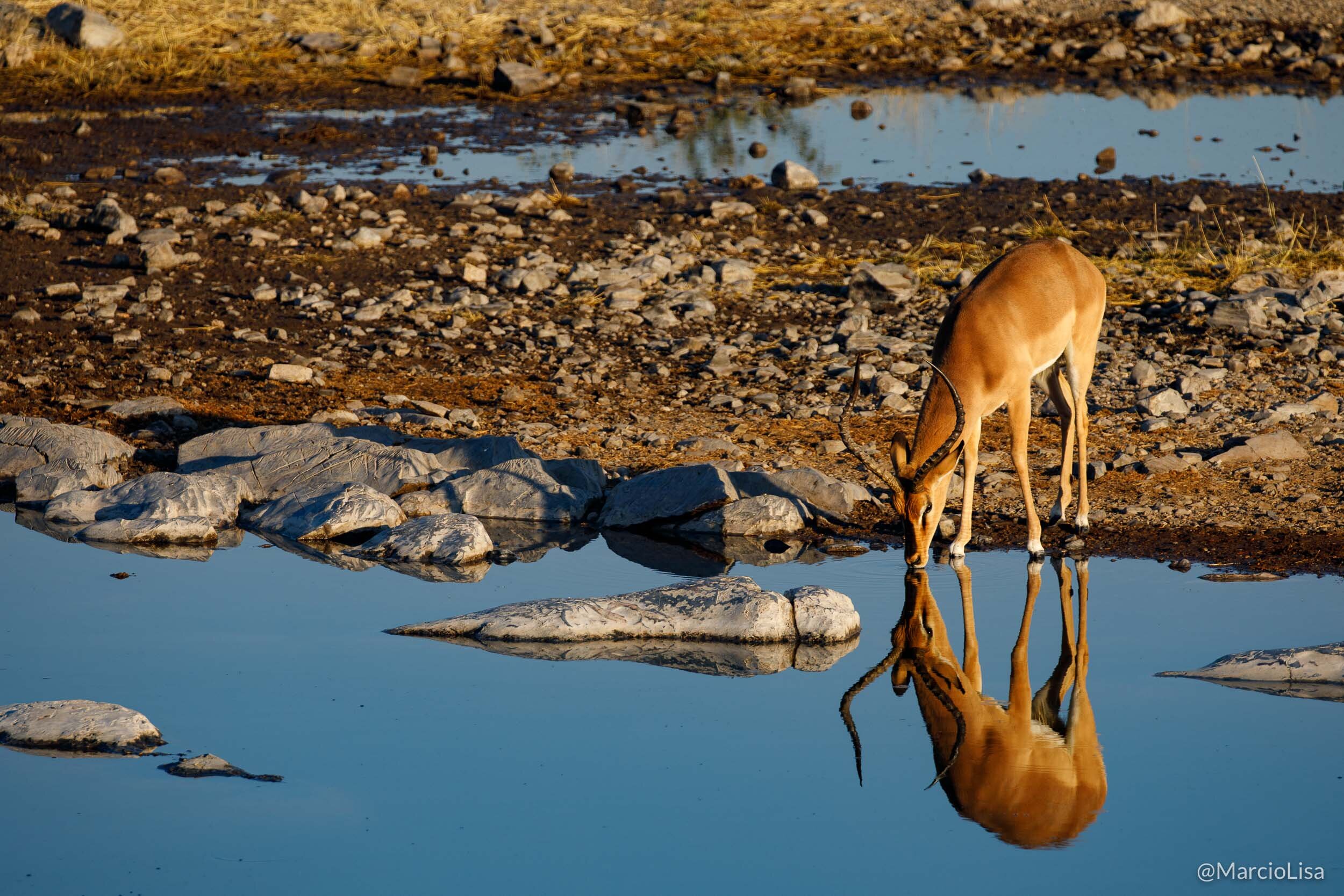 Antilope no Etosha - Namibia