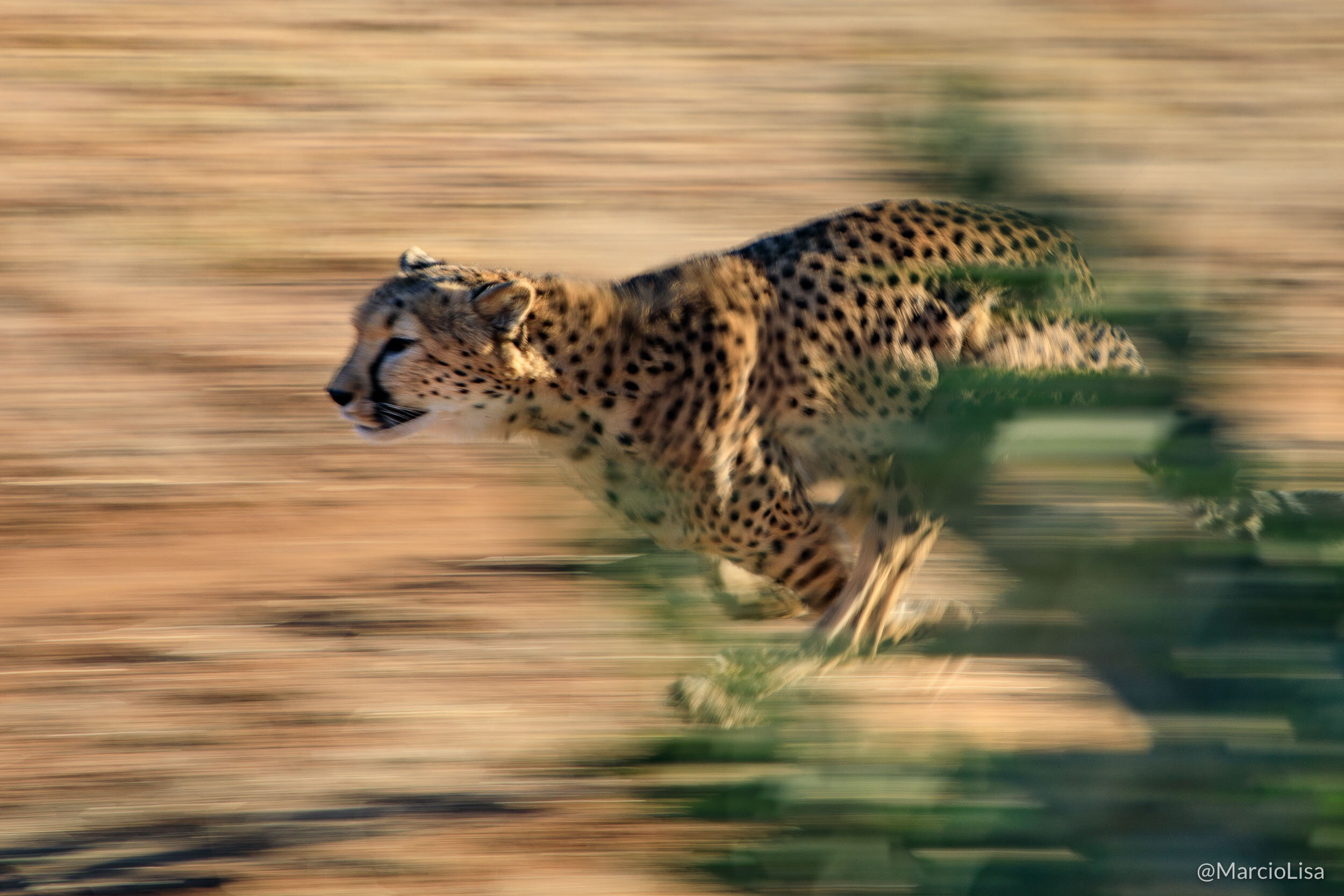 Cheetah ou Guepardo, Namibia
