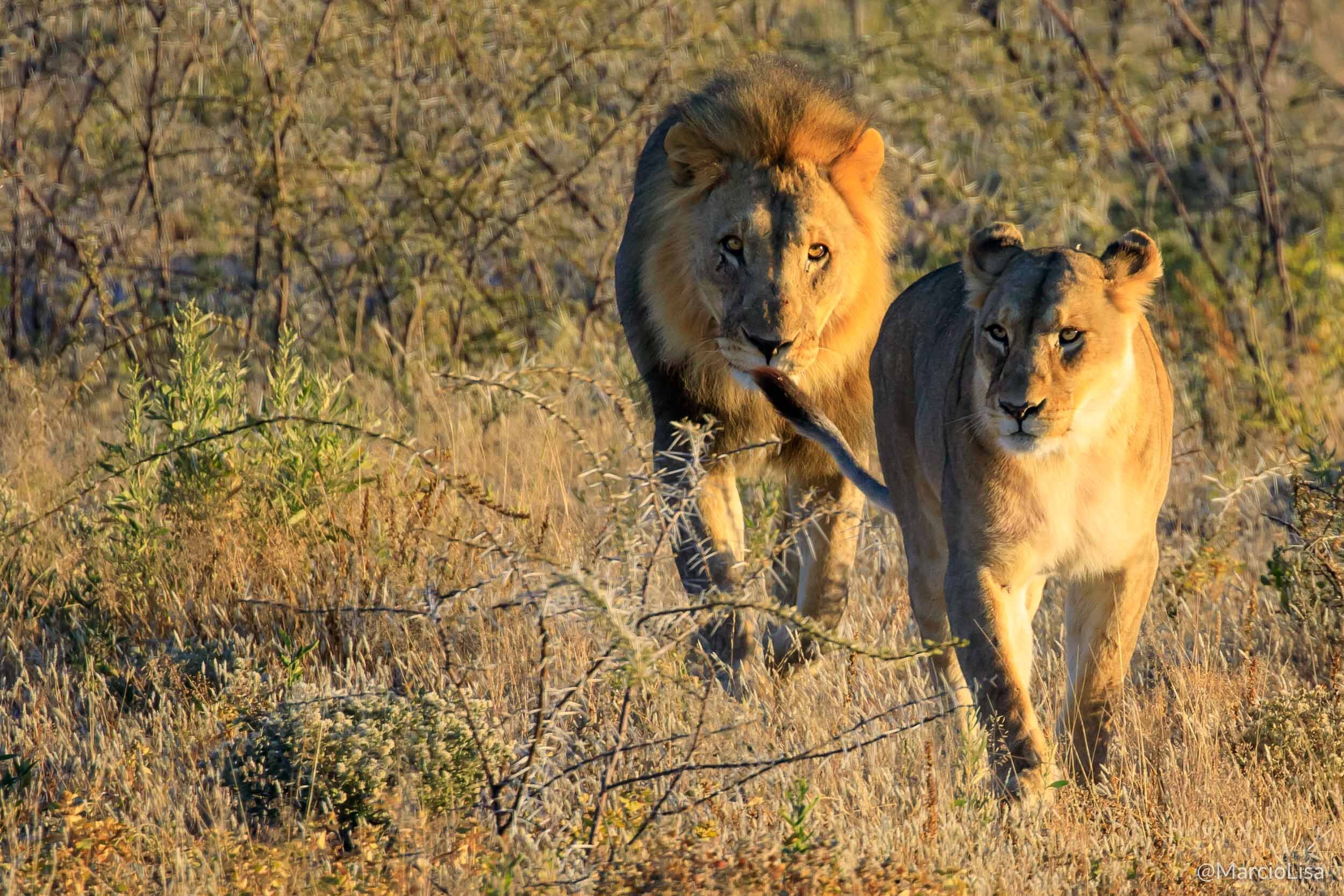 Leões no Parque Etosha na Namibia