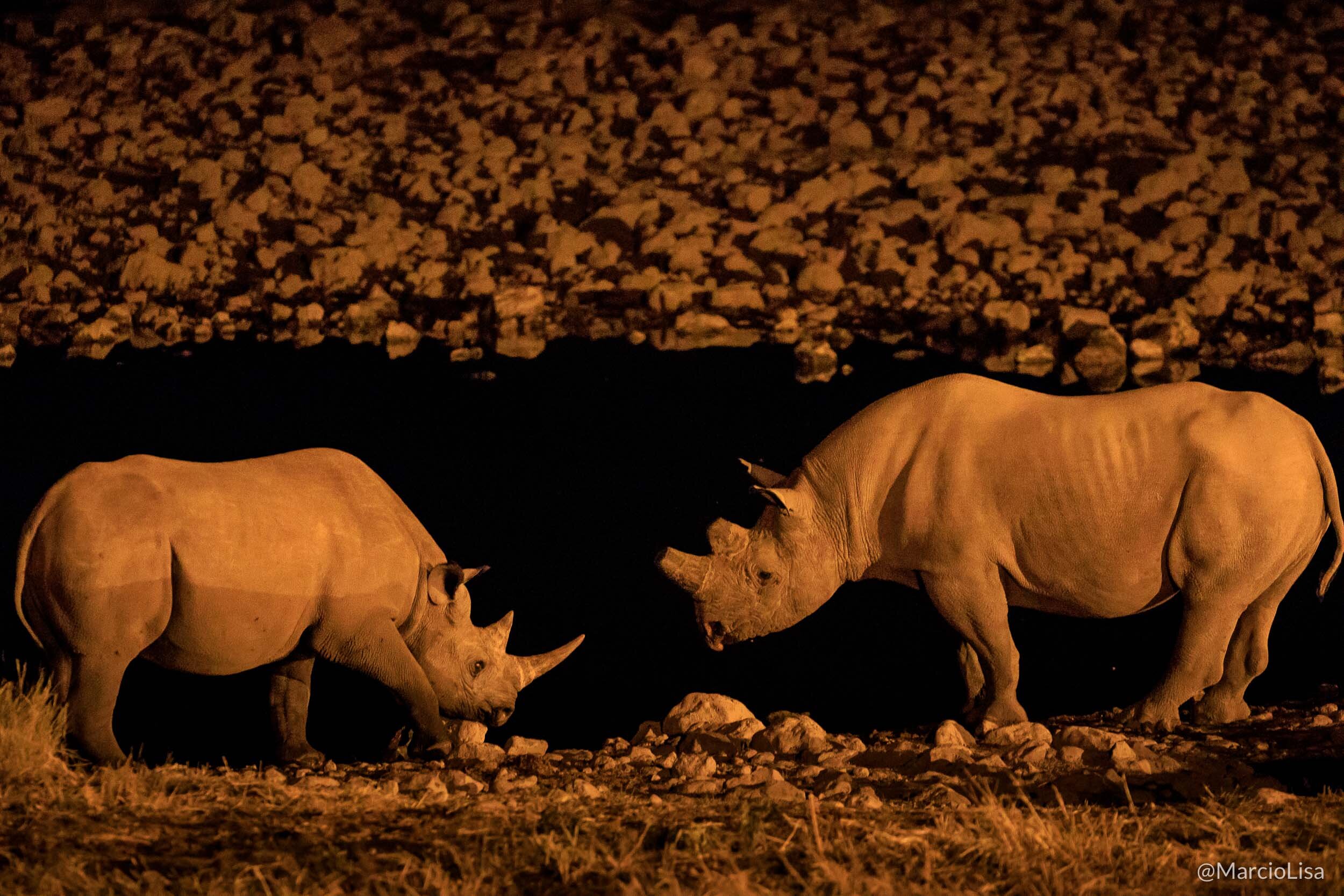 Rinocerontes-negros no Etosha, Namibia
