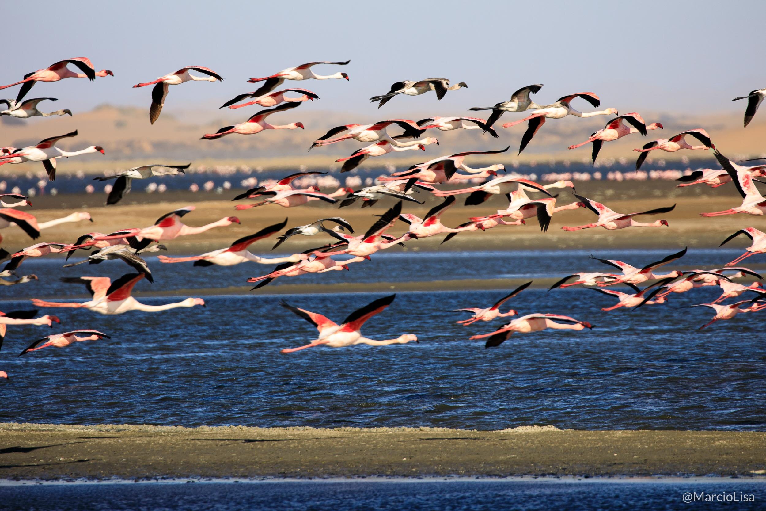 Flamingos em Walvis Bay na Namibia