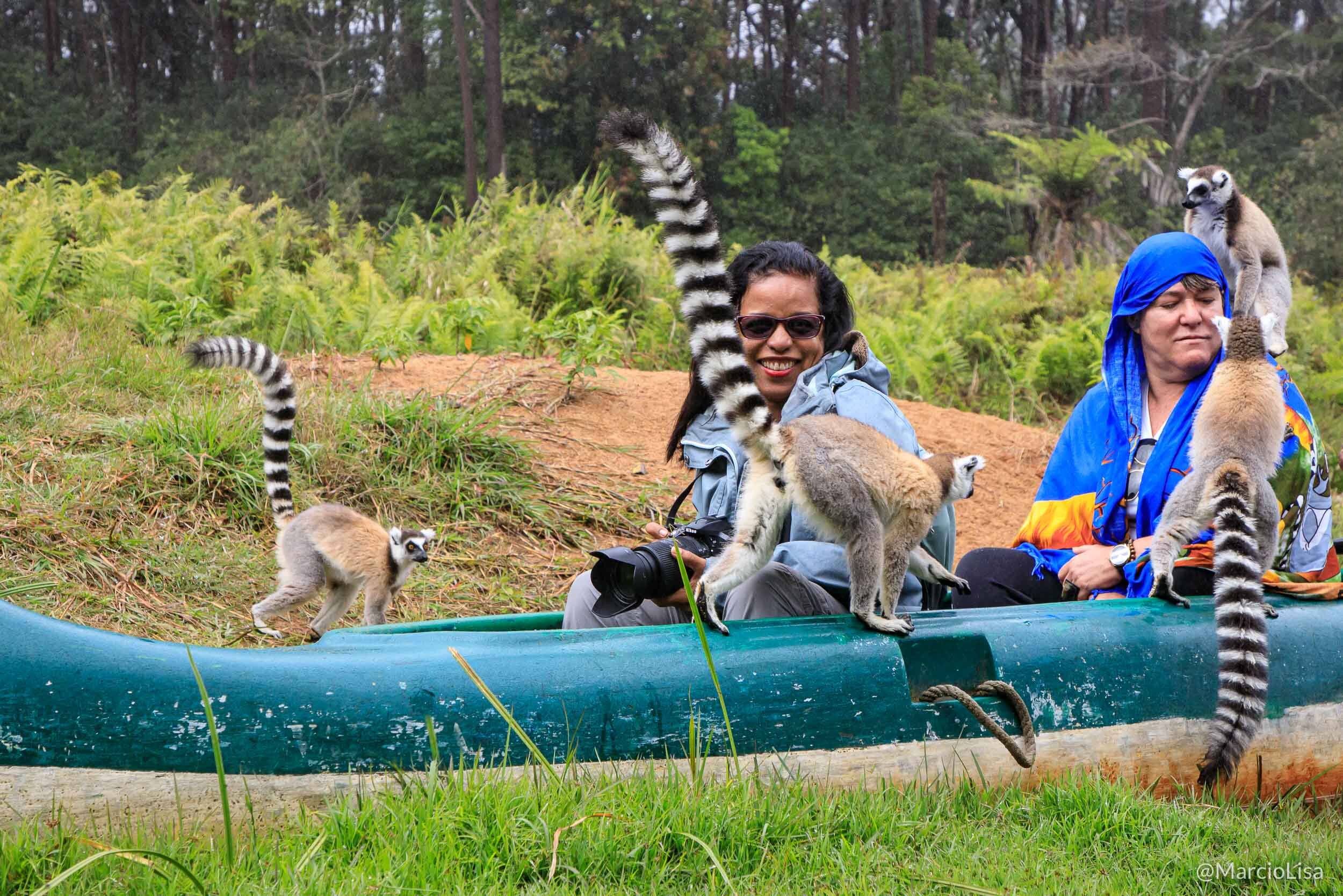 Lemure de cauda anelada - Vakona Reserve, Madagascar