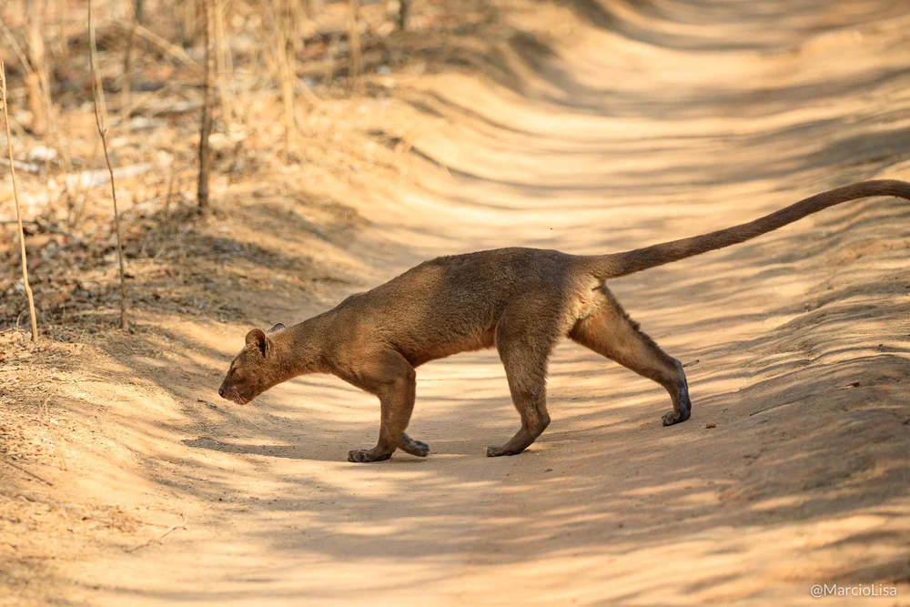 Roteiro de Viagem e Turismo Madagascar - Photo Safari Expedições