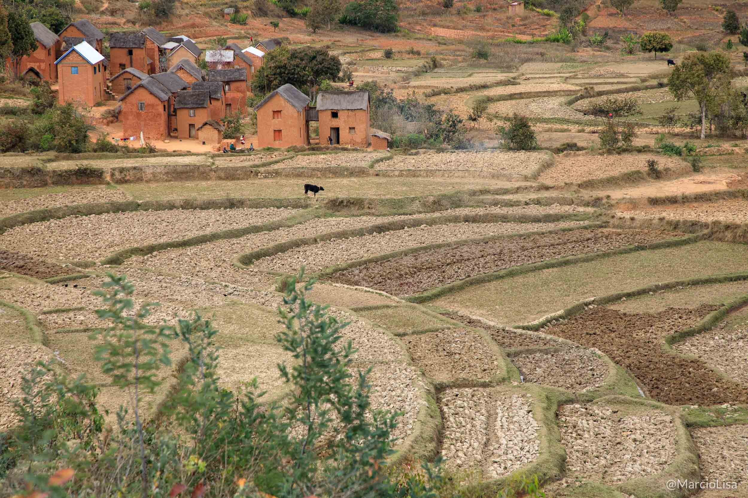 Terraças de arroz em Madagascar