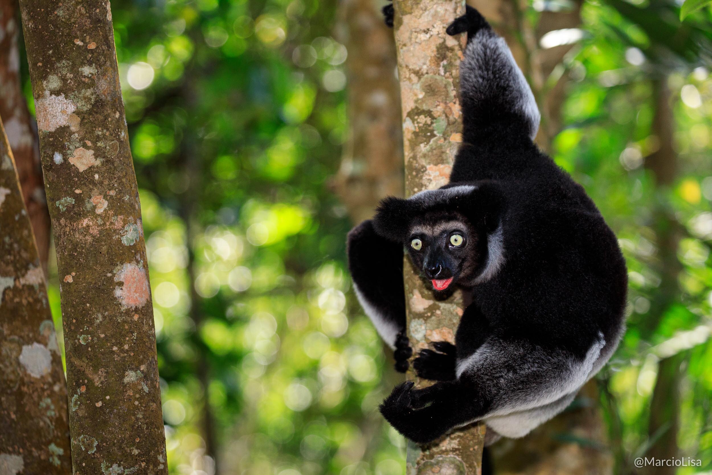 Lemure Indri (Indri indri) na reserva Palmarium, Madagascar