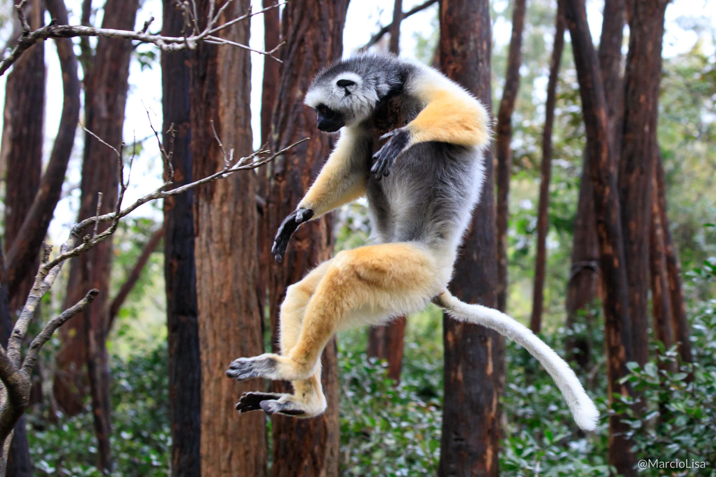 Lemure Sifaka na Reserva Vakona Madagascar