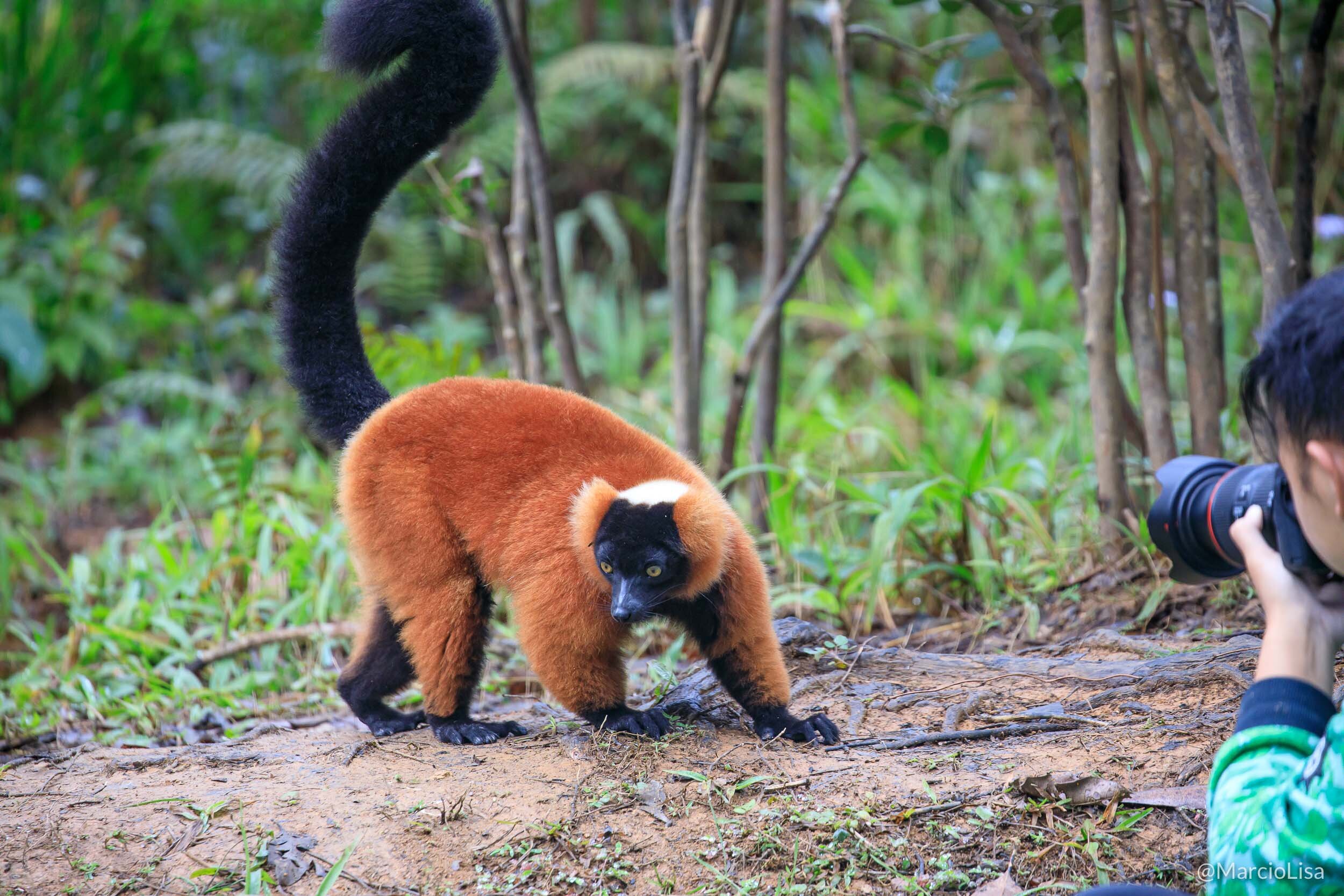 Lemure na Reserva Vakona em Madagascar