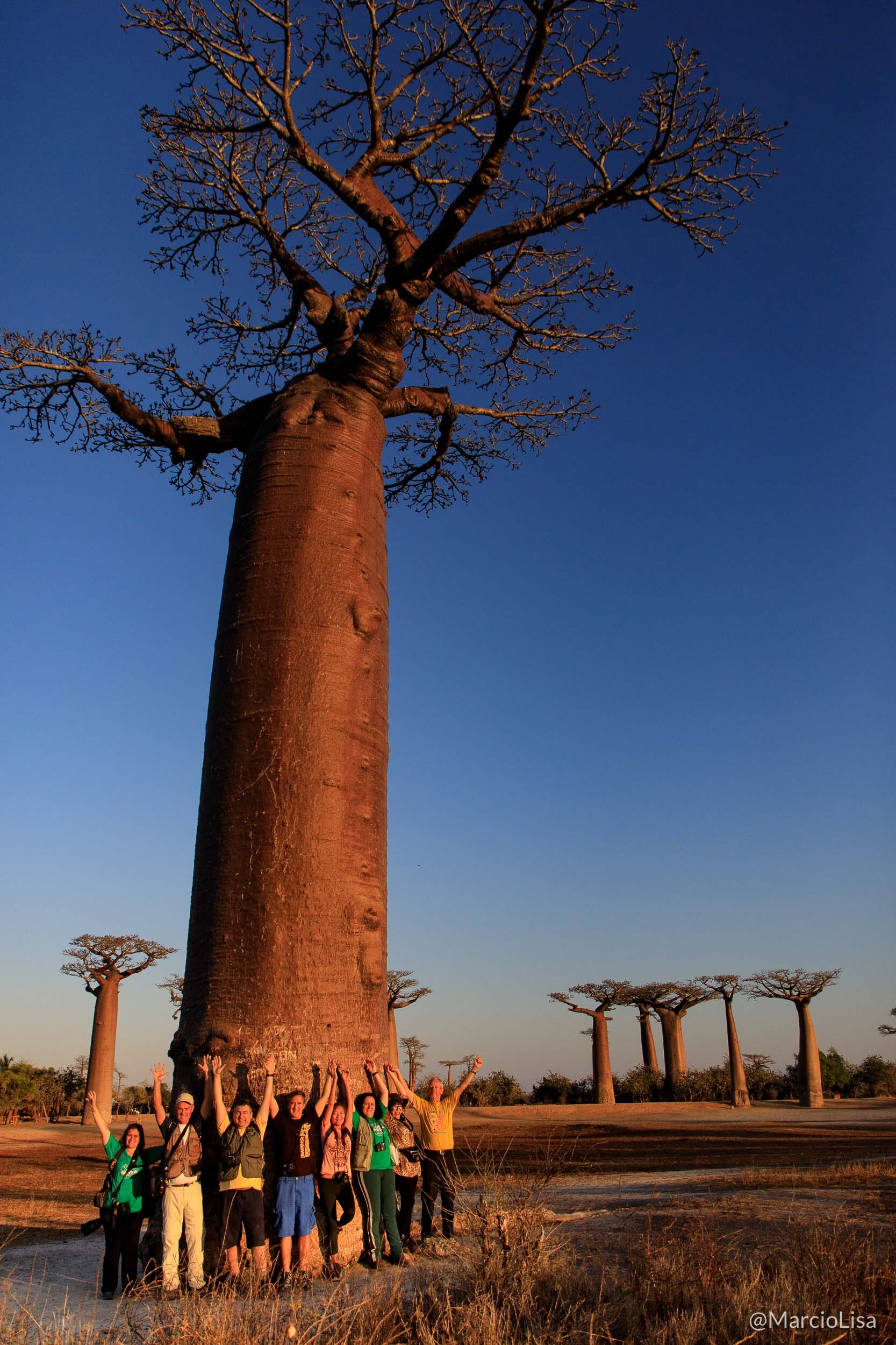Baobá em Madagascar