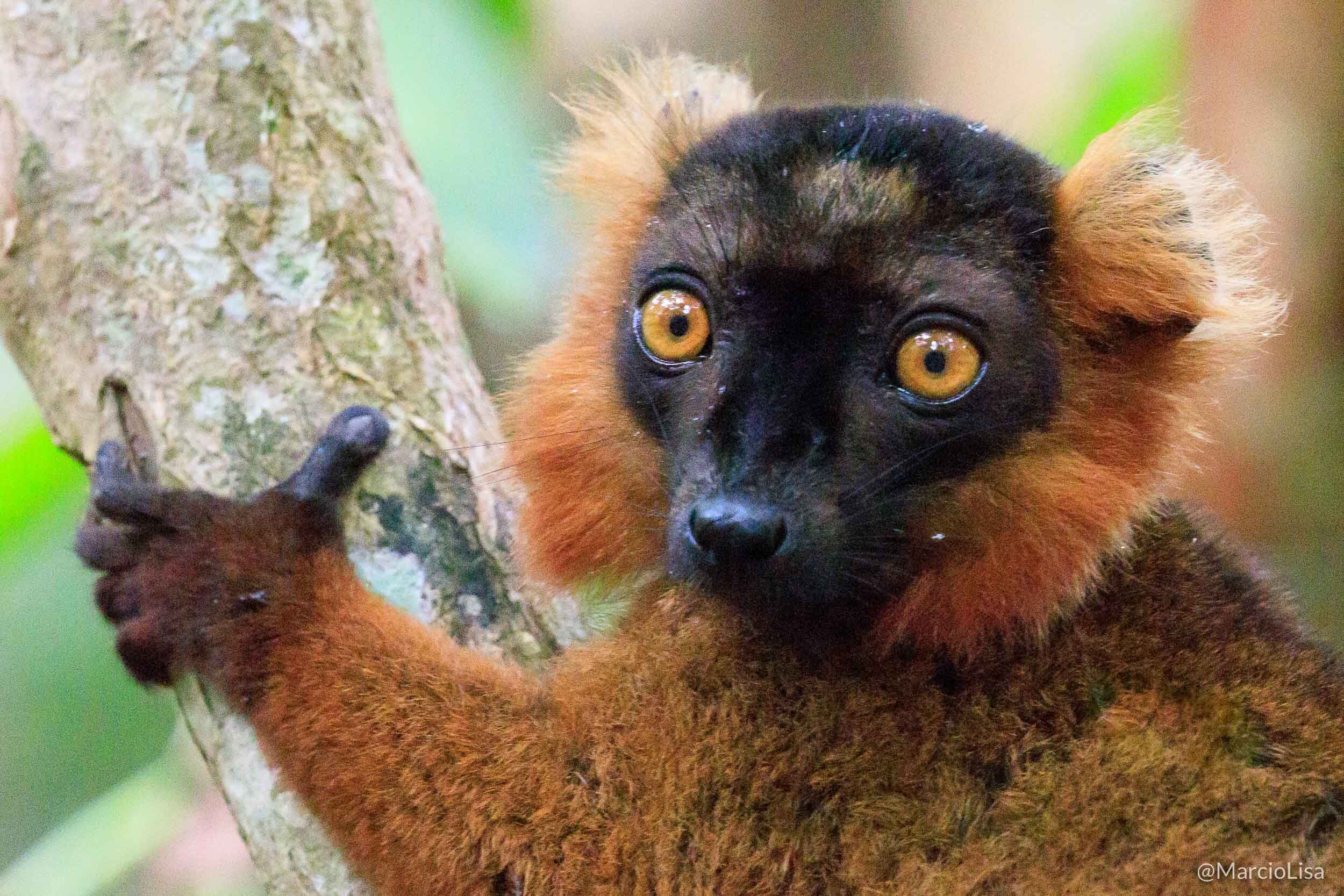 Lemure na Reserva Palmarium Madagascar