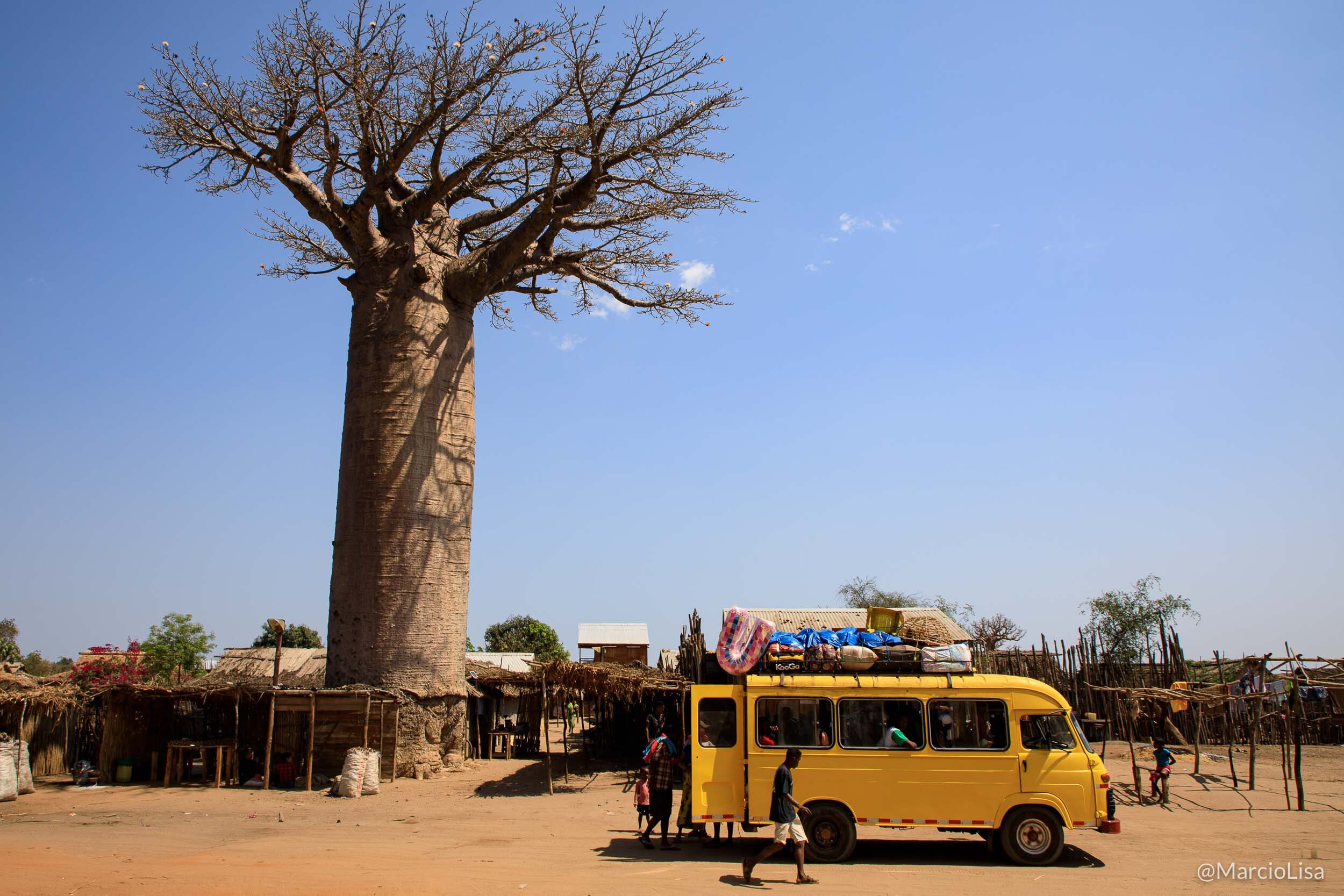 Avenida dos Baobás - Madagascar