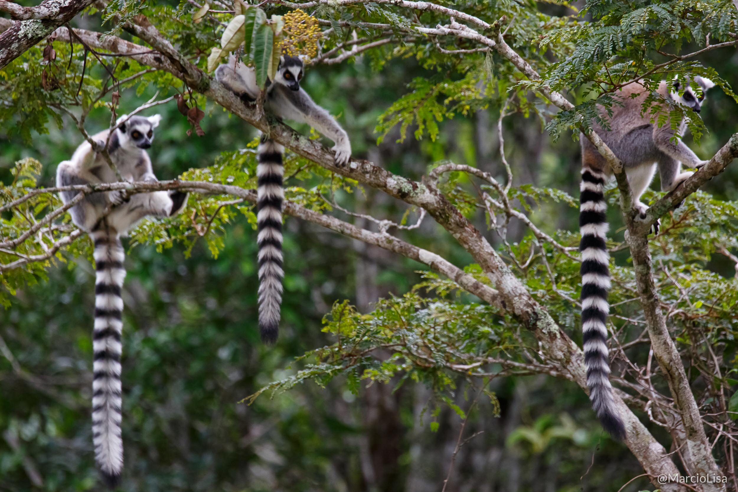 Lemure-de-cauda-anelada, Vakona Reserve, Madagascar