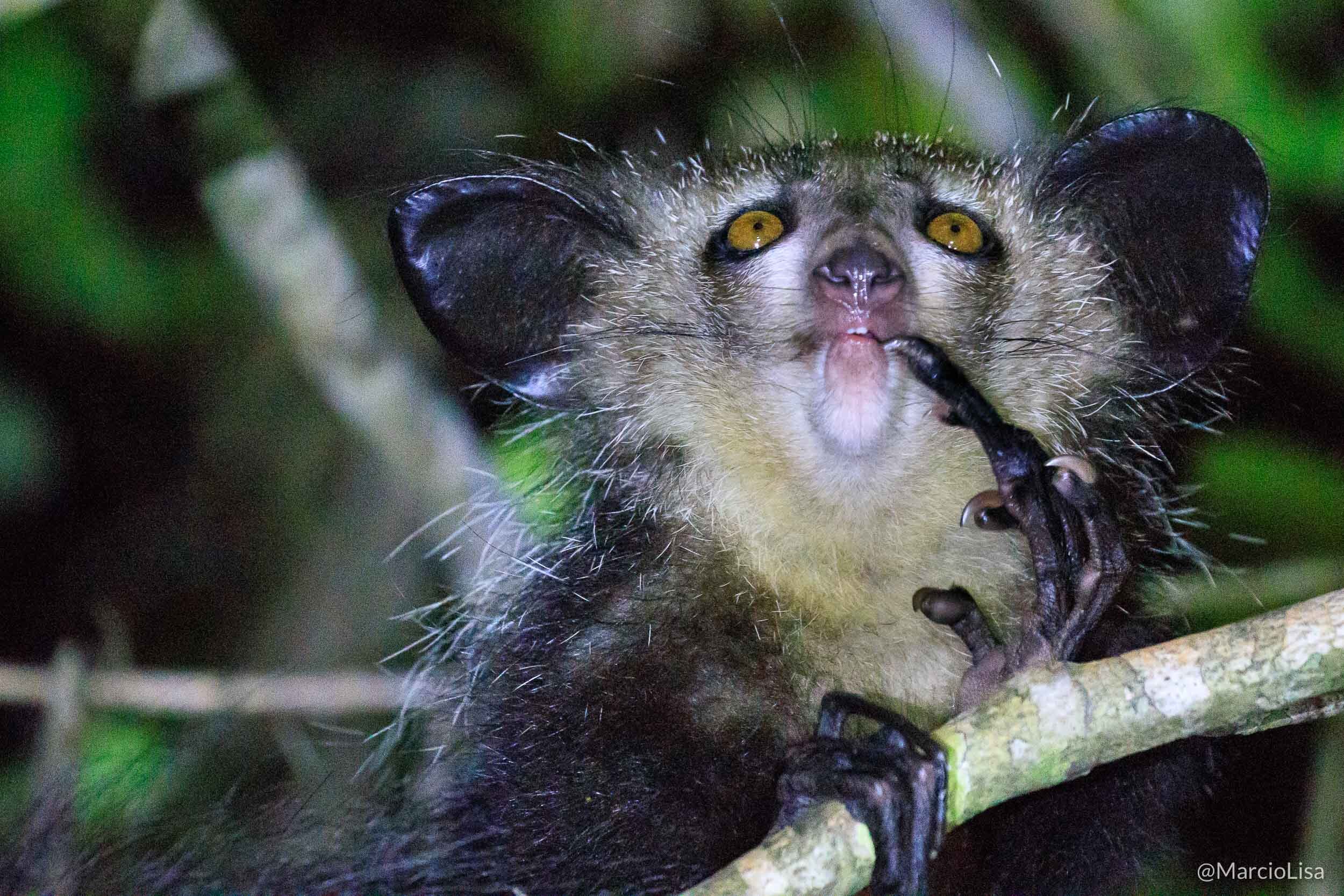 Lemure Aye Aye - Photo Safari Madagascar
