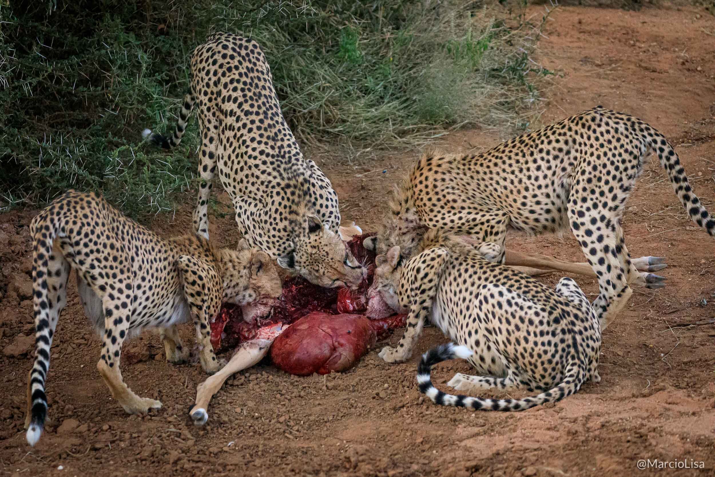 Guepardos se alimentam de Impala na Reserva de Samburu, Quenia