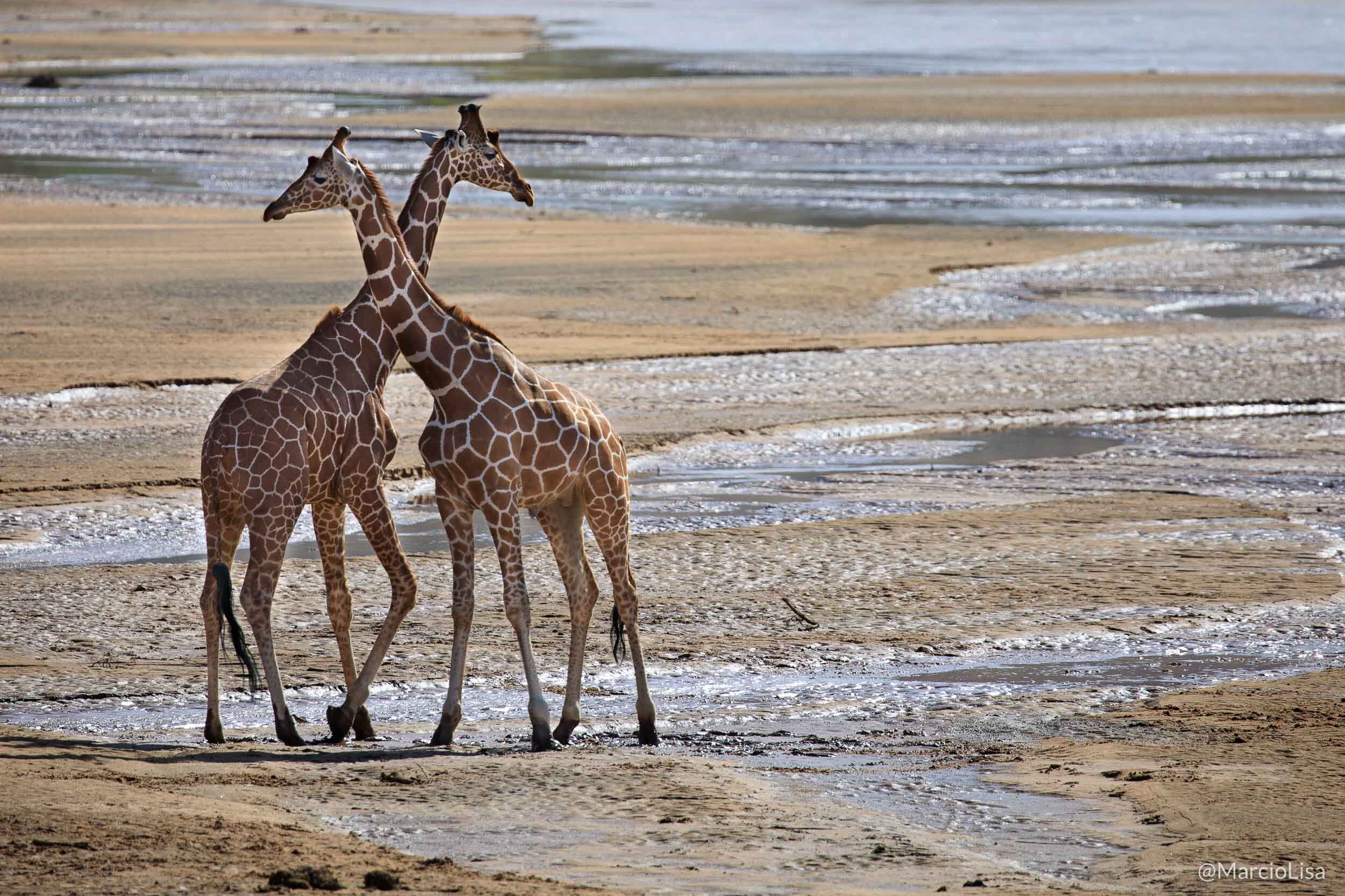 Girafas no rio Ewaso Ngiro na reserva de Samburu, Quenia