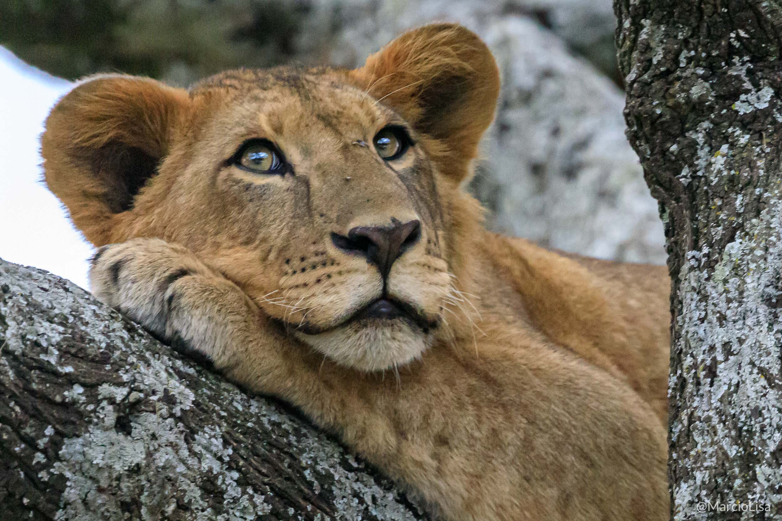 Filhote de Leão no Serengeti, Tanzania