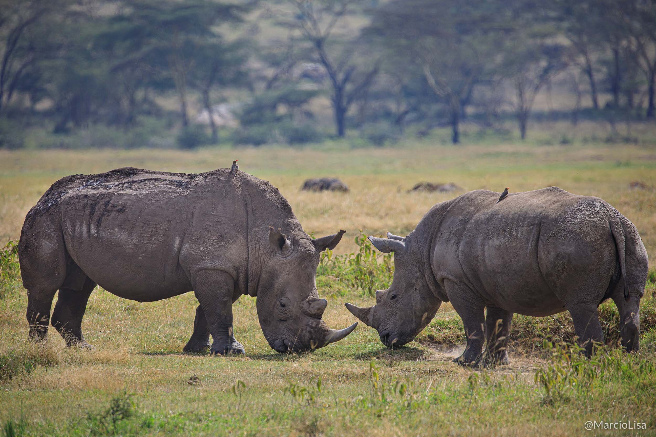 Rinocerontes na Reserva de Nakuru, Quenia