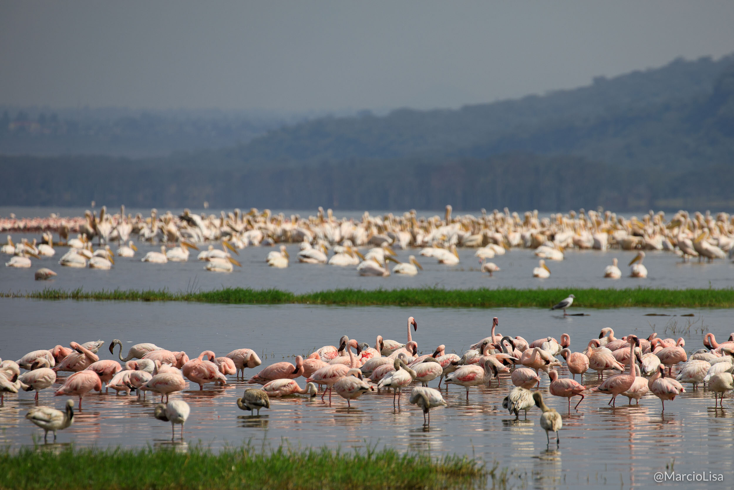 Flamingos e pelicanos no lago Nakuru, Quenia