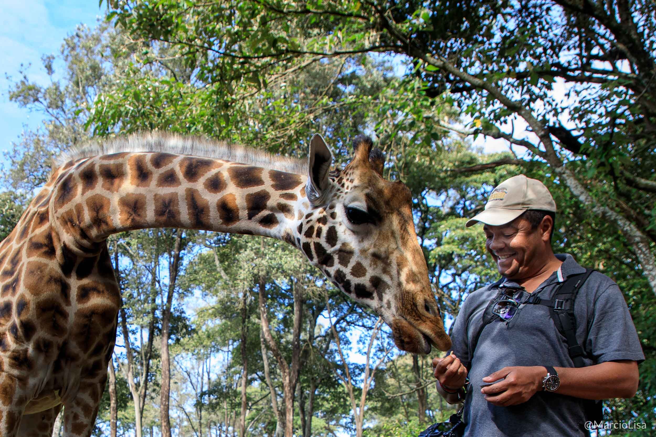 Alimentando uma girafa de Rothschild no santuário Giraffe Centre em Nairobi, Quenia