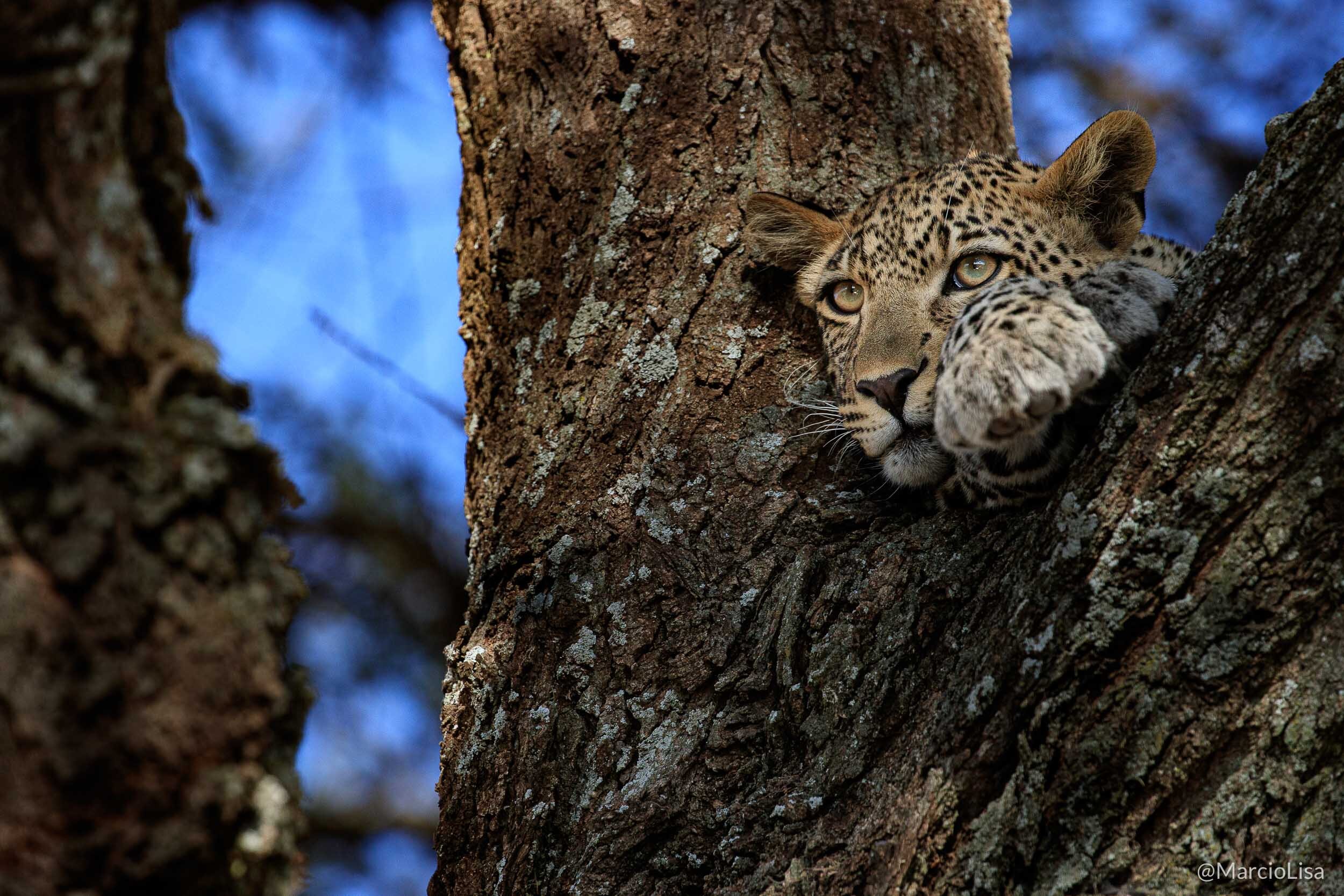 Leopardo em Seronera no Central Serengeti, Tanzania