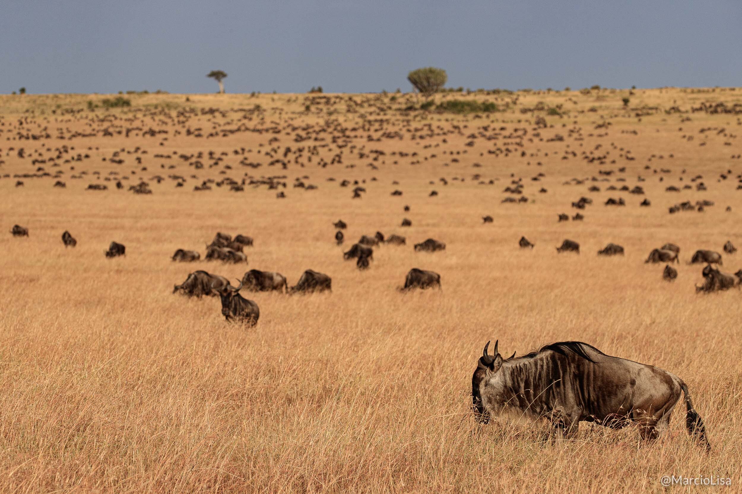 A grande migração de animais no Serengeti, Tanzania