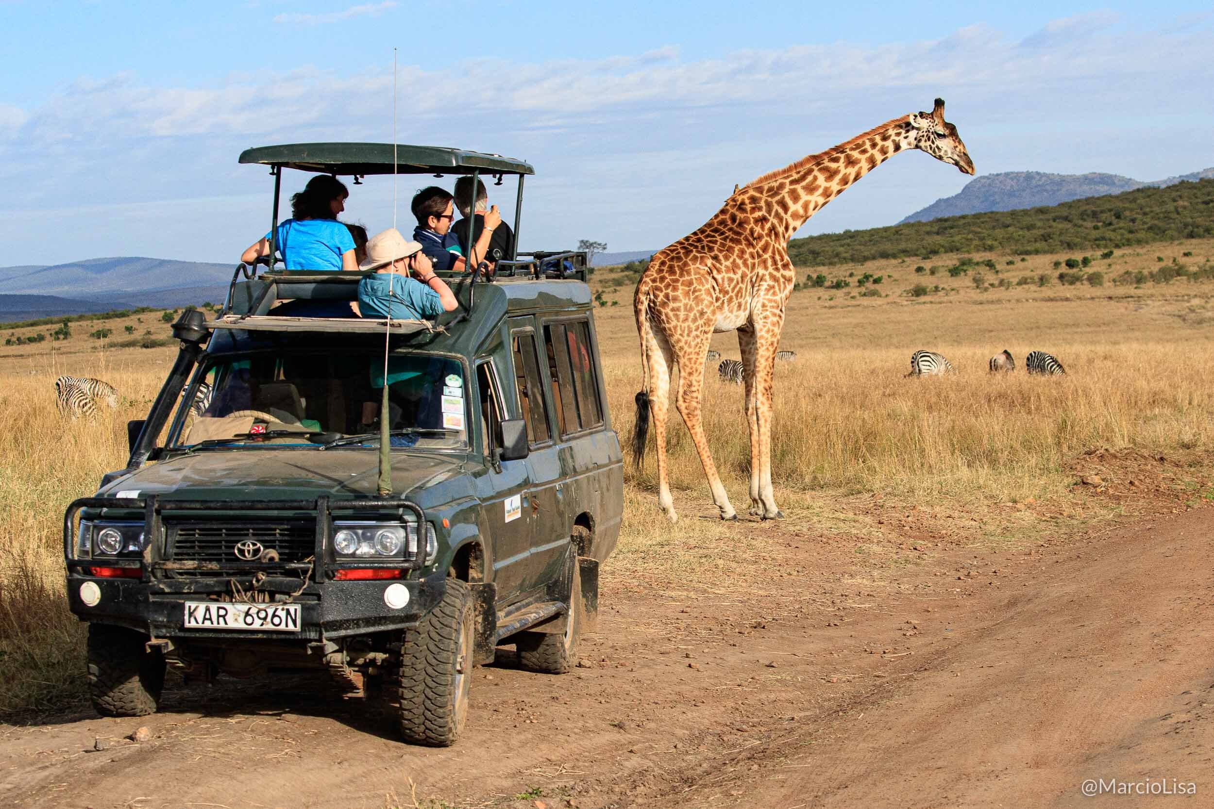 Grupo observa girafa no Maasai Mara, Quenia