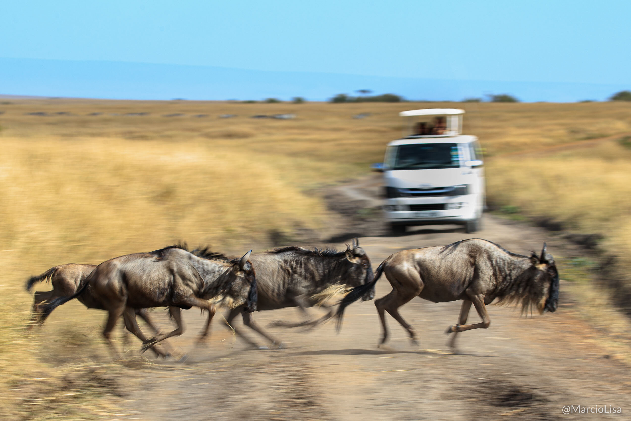 A grande migração de gnus no Serengeti, Tanzania