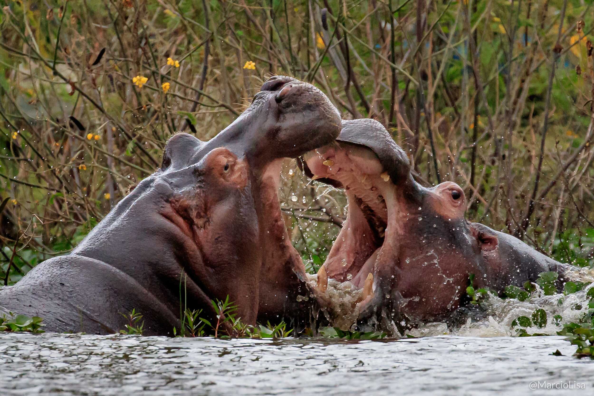 Hipopótamos no Rio Mara na reserva Maasai Mara, Quenia