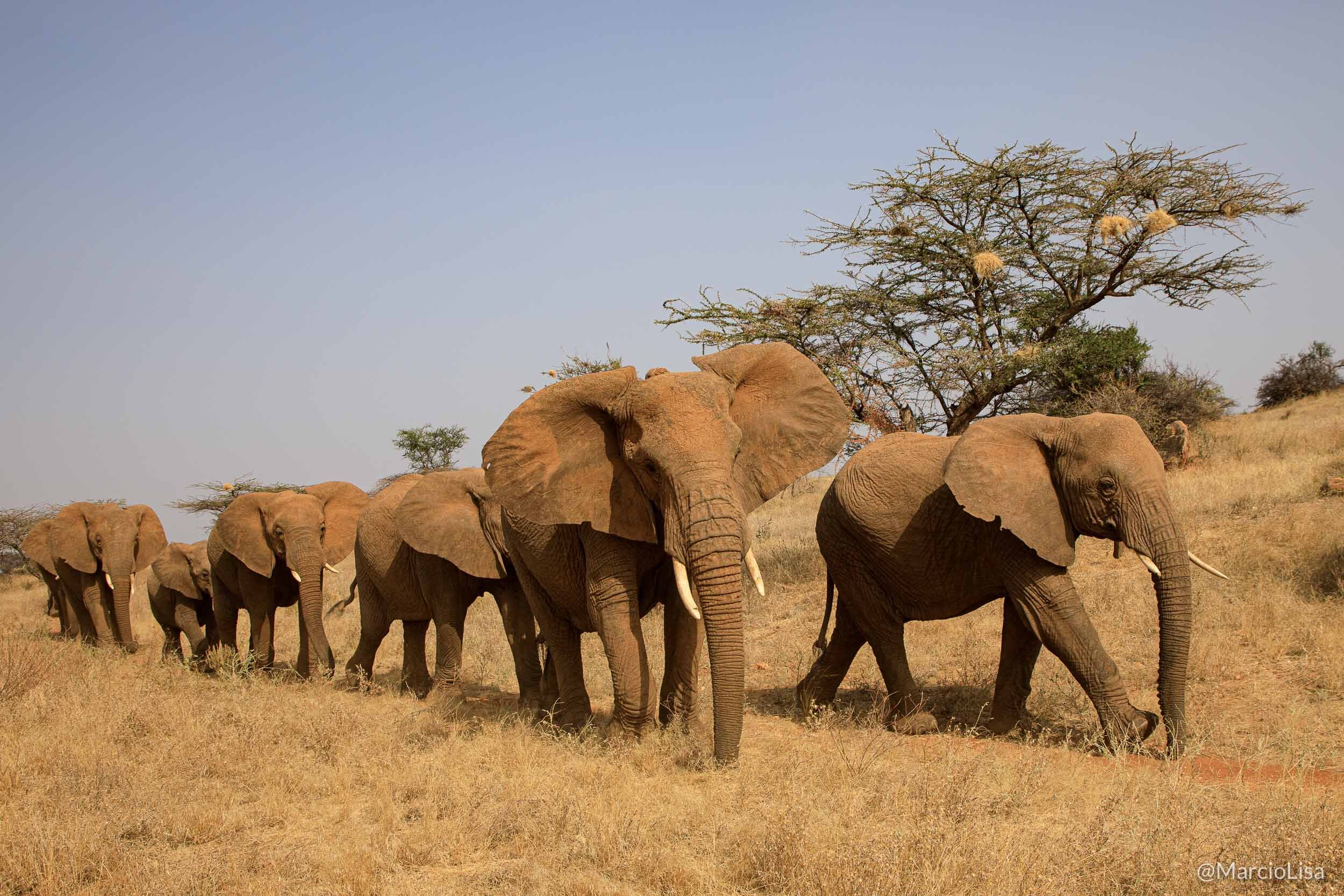Manada de elefantes na reserva de Buffalo, Quenia