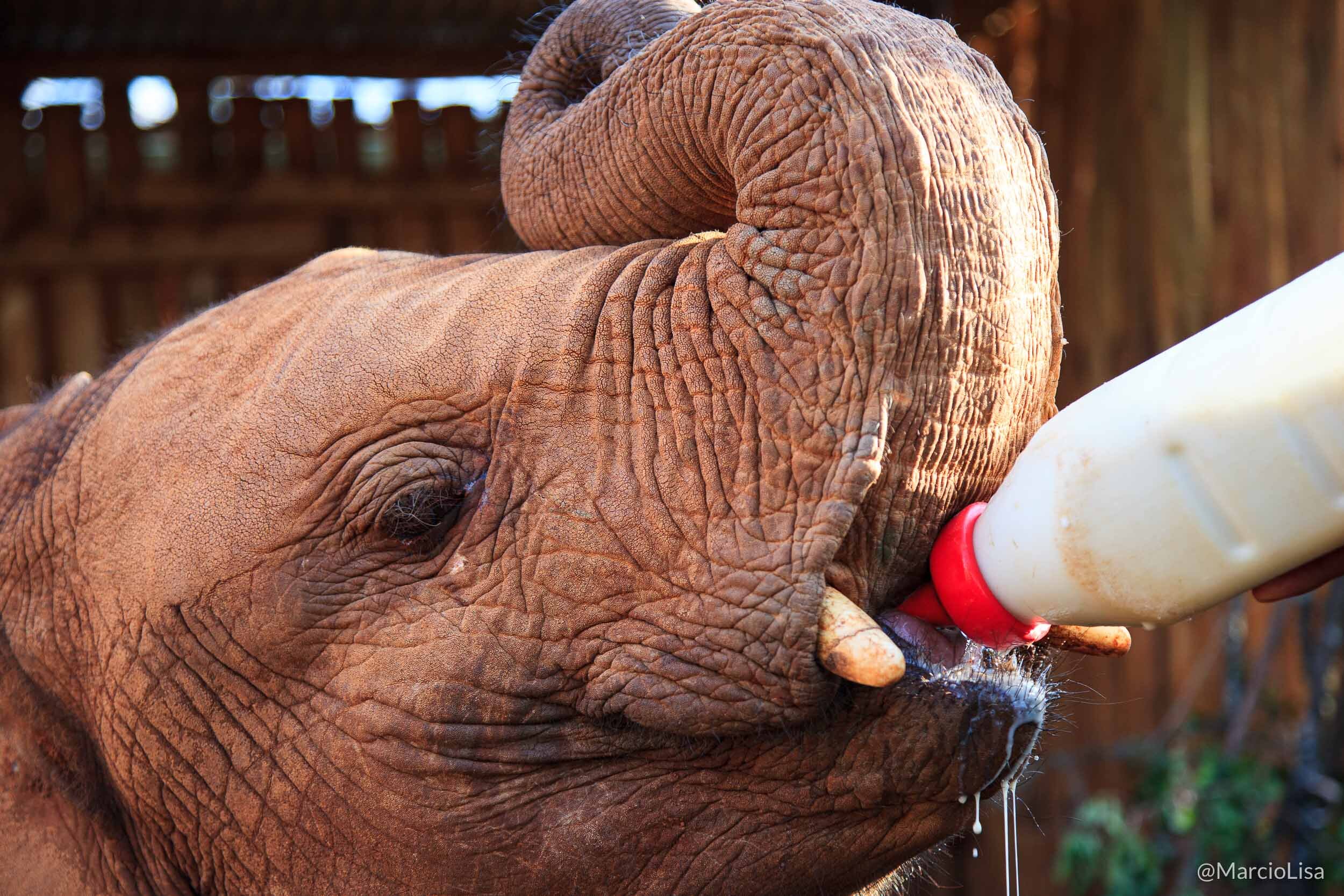 Elefante órfão sendo alimentado no santuário David Sheldrick em Nairobi, Quenia