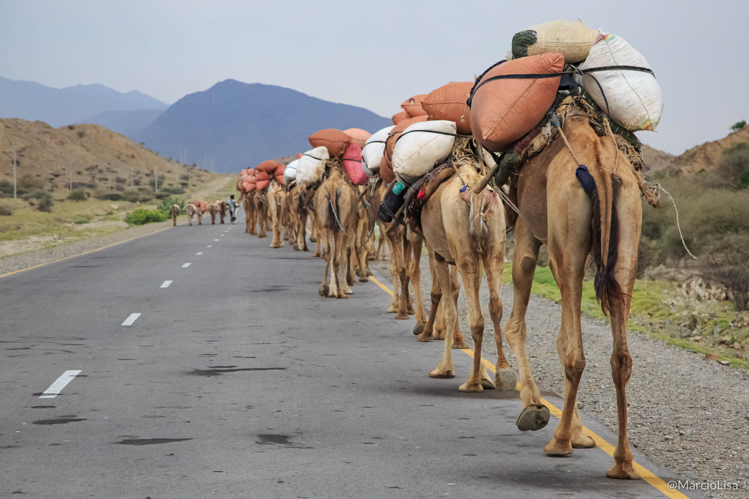 Camelos no Deserto de Danakil, Rift Valley, Etiópia