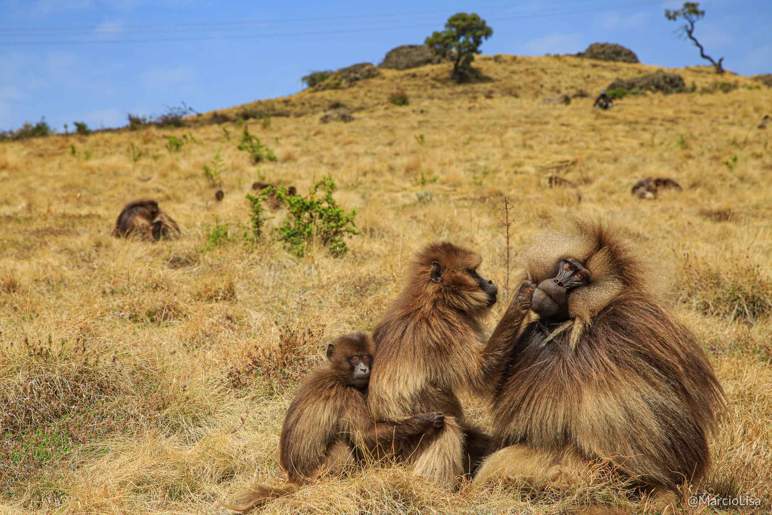 Primatas Gelada em Debre Libanos, Etiópia