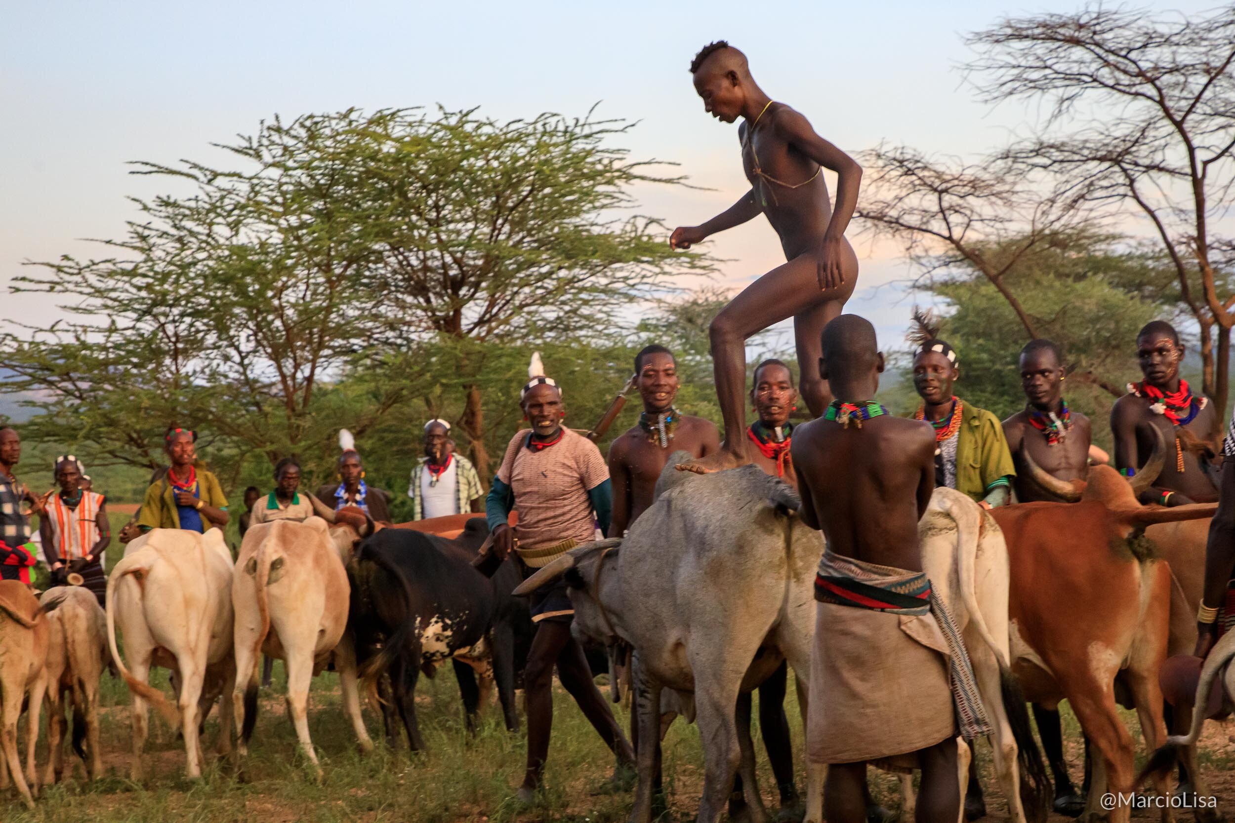 Rito de passagem Bull jumping na tribo Hamer, Etiópia