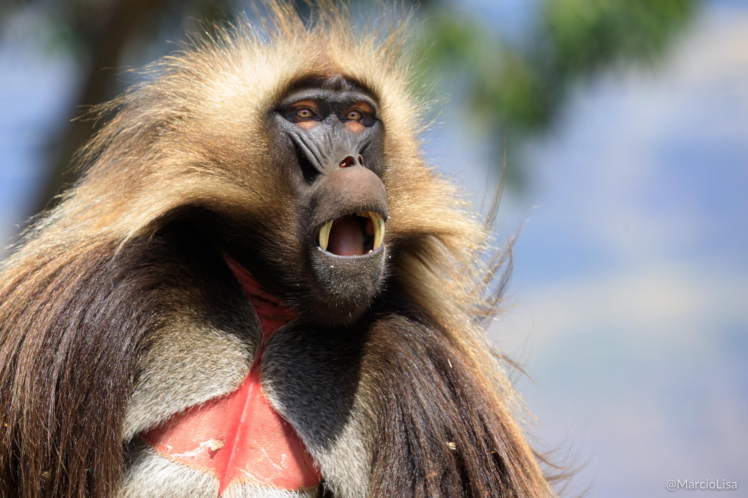 Primata Gelada na Etiópia