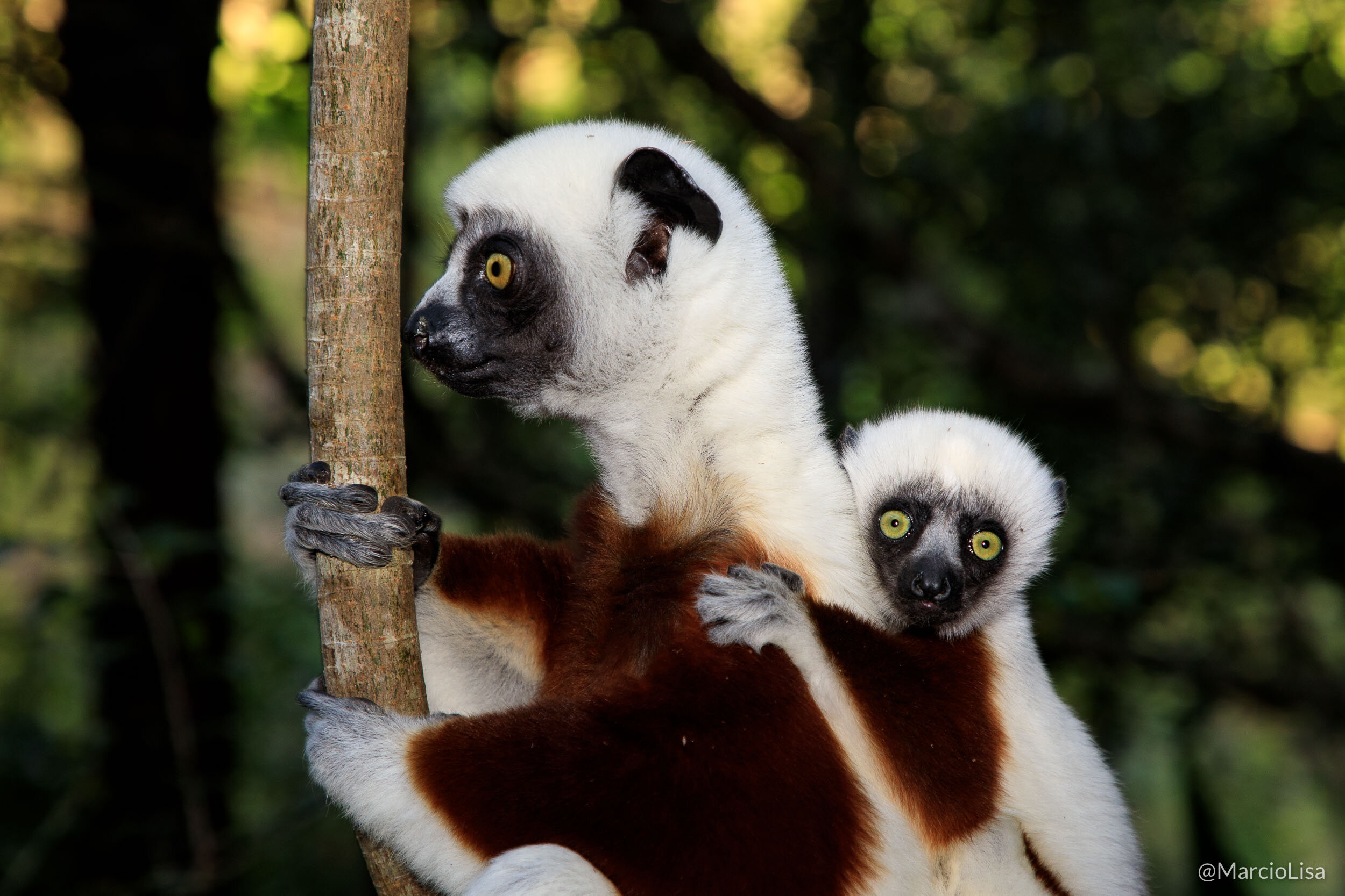 Lemur sifaka em Madagascar