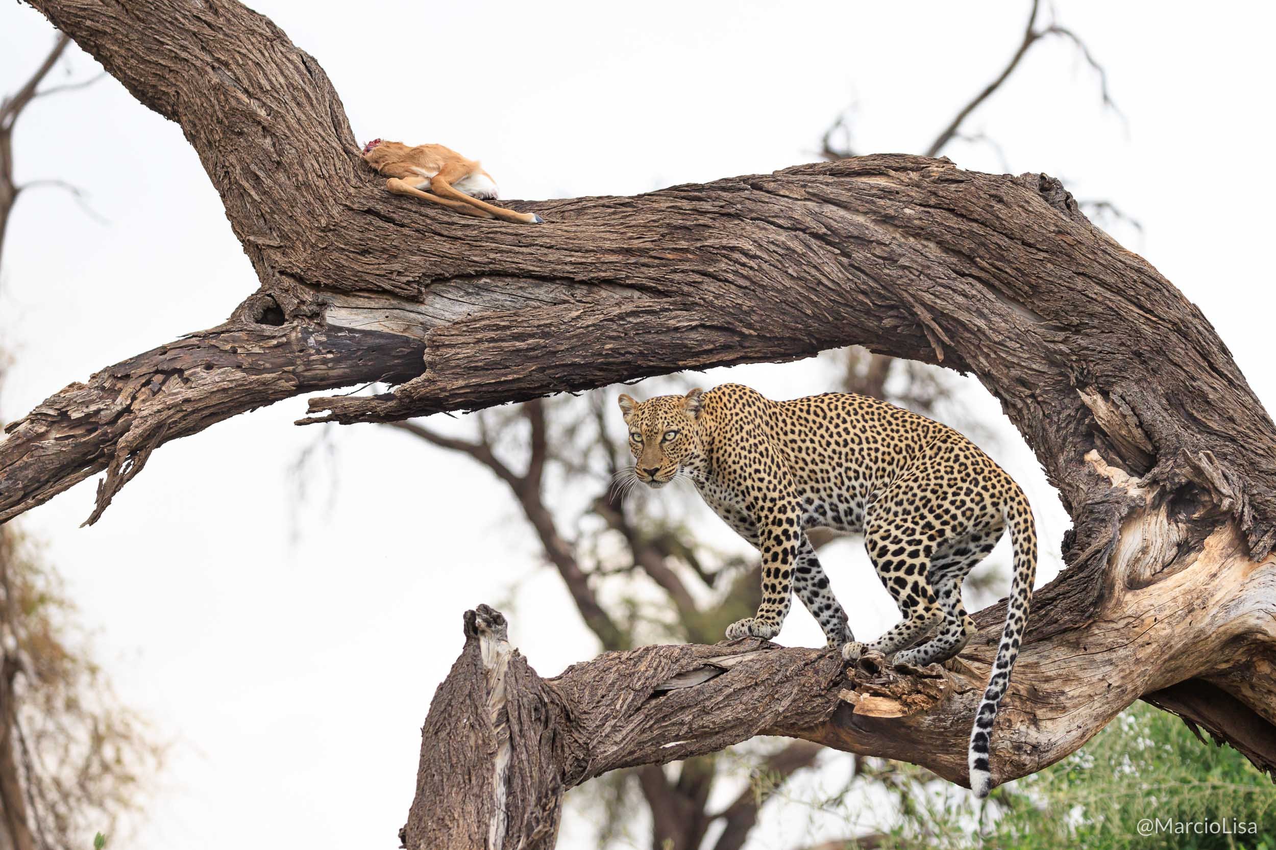 Leopardo e sua presa na reserva de Samburu, Quenia