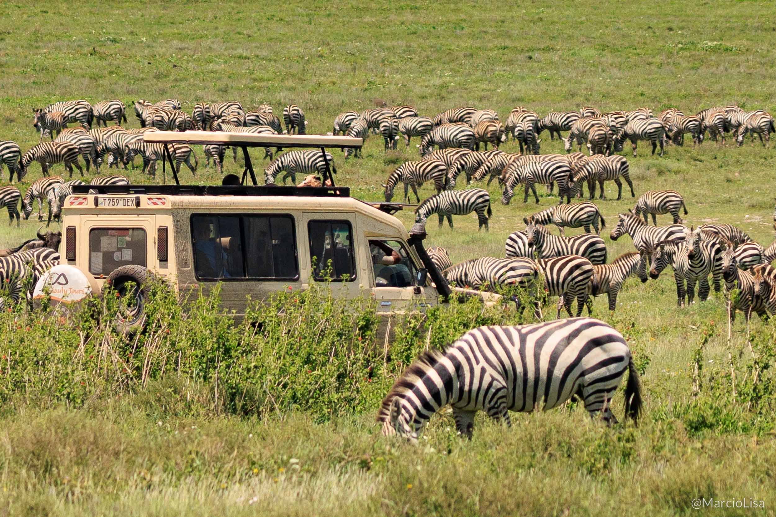 A grande migração de animais na área de conservacao de Ngorongoro, Tanzania